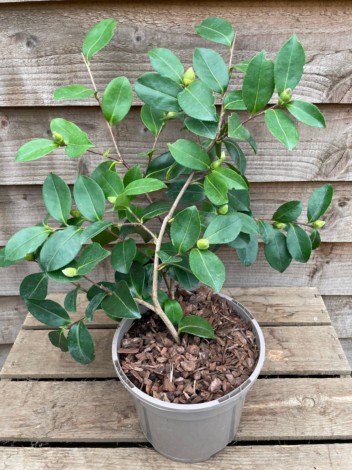 Camellia Plantation Pink