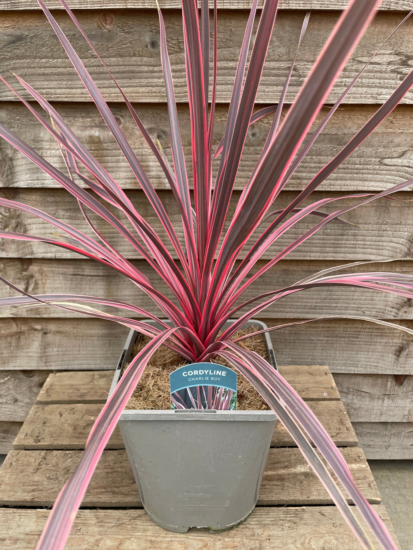 Cordyline Charlie Boy