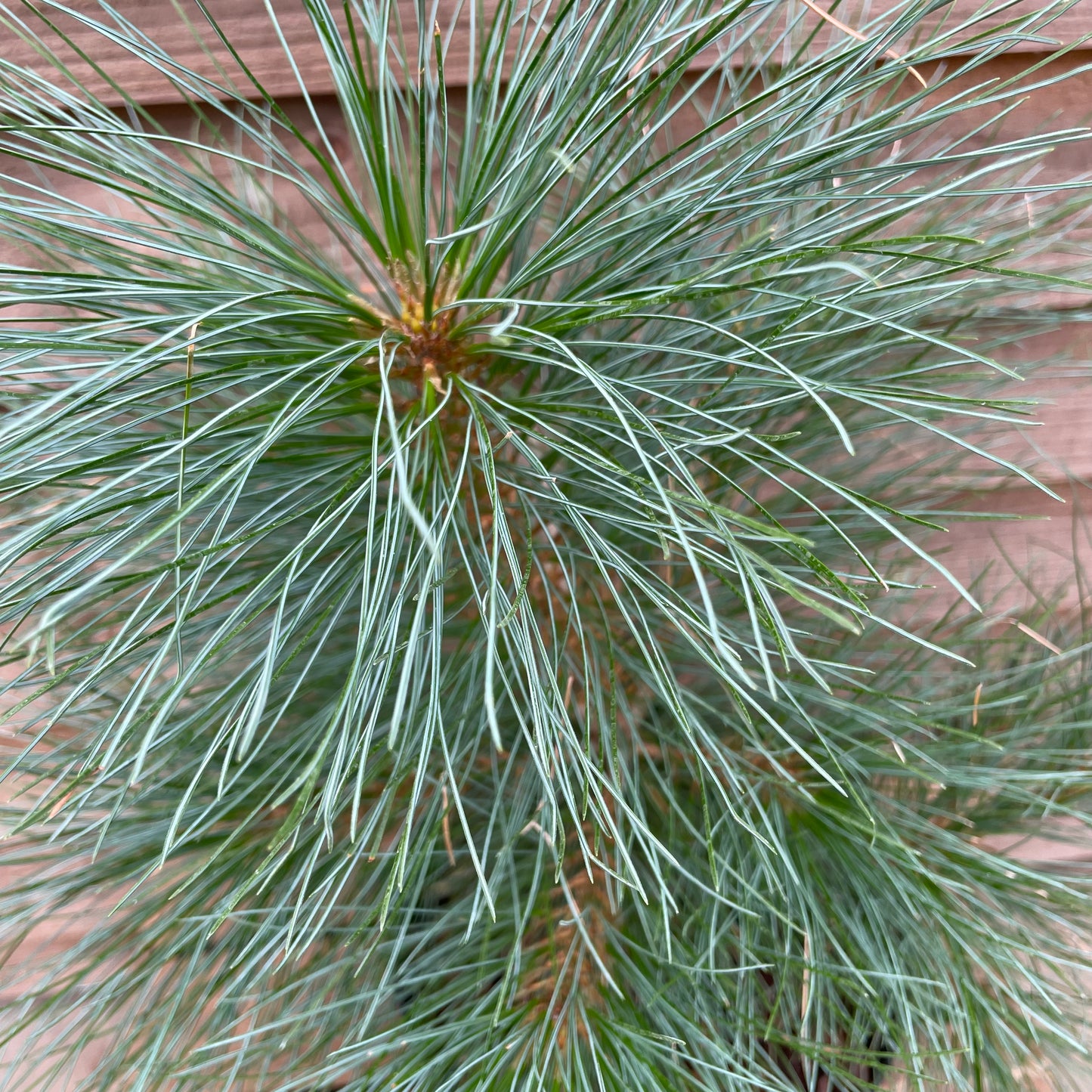 Pinus wallichiana