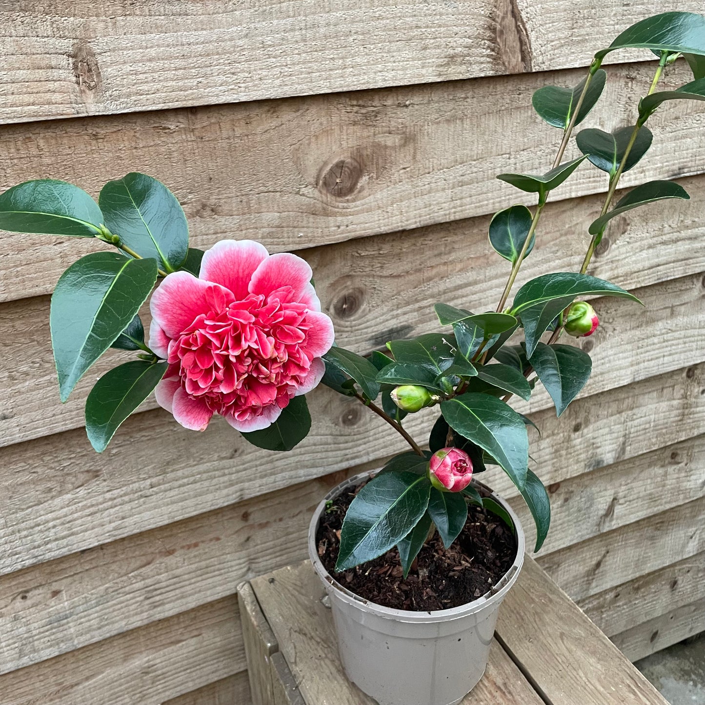 Camellia Volunteer