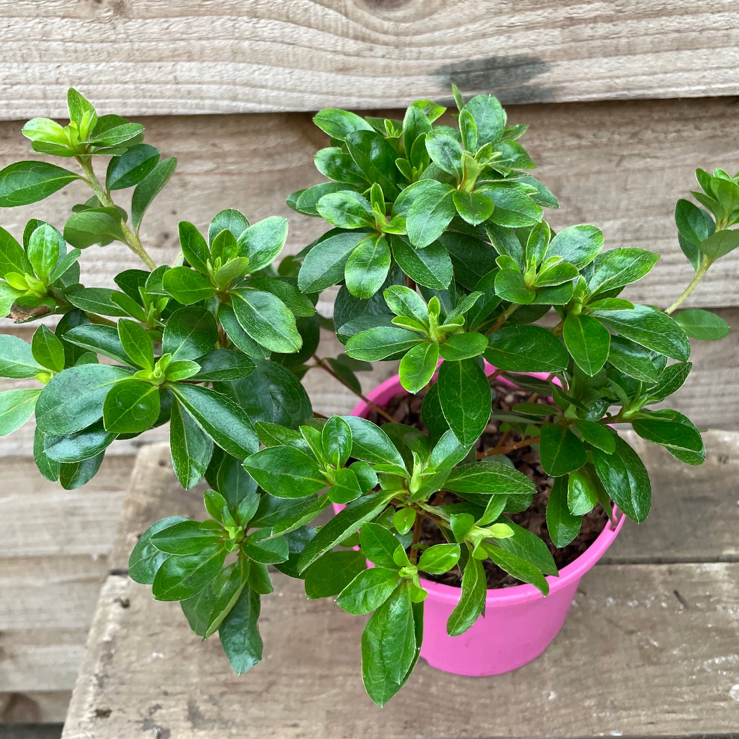 Rhododendron Roehr's Peggy Ann