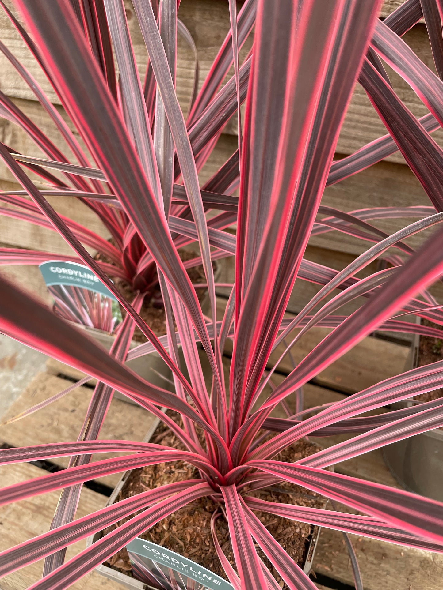 Cordyline Charlie Boy