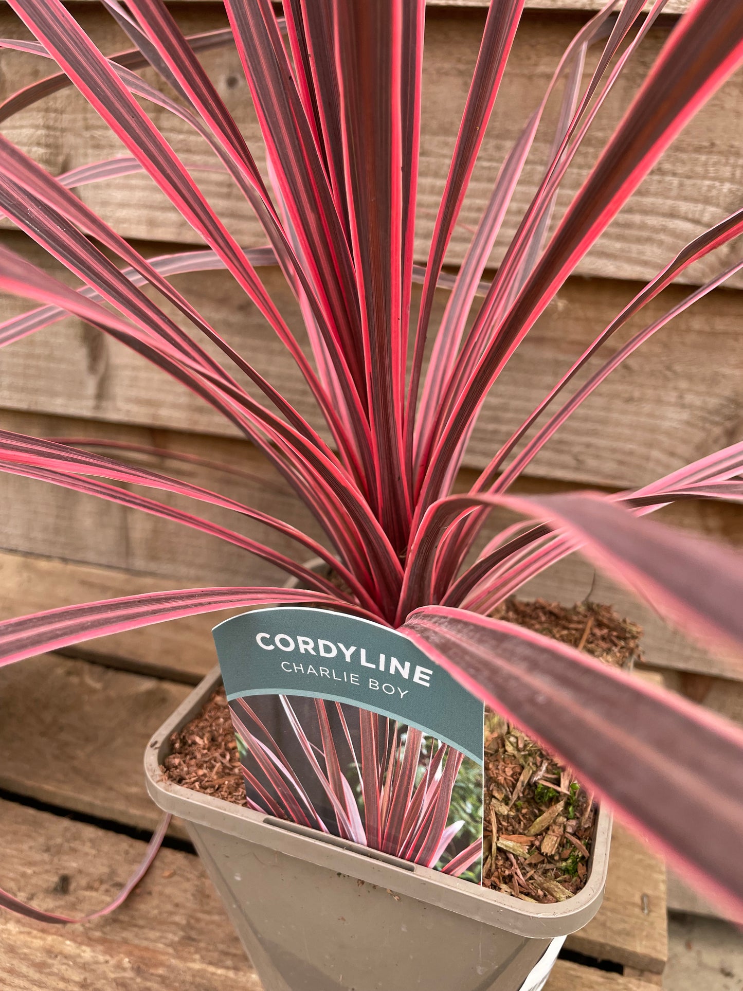 Cordyline Charlie Boy