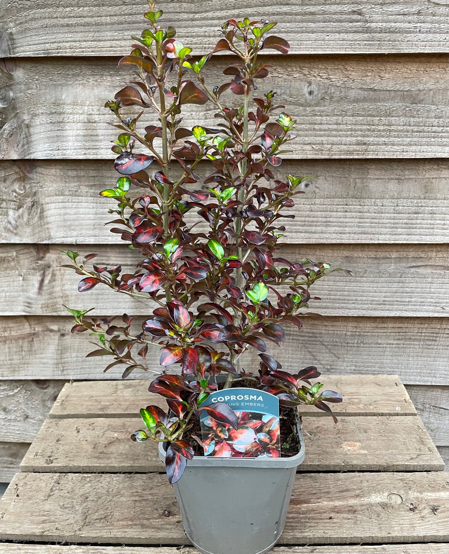 Coprosma Glowing Embers