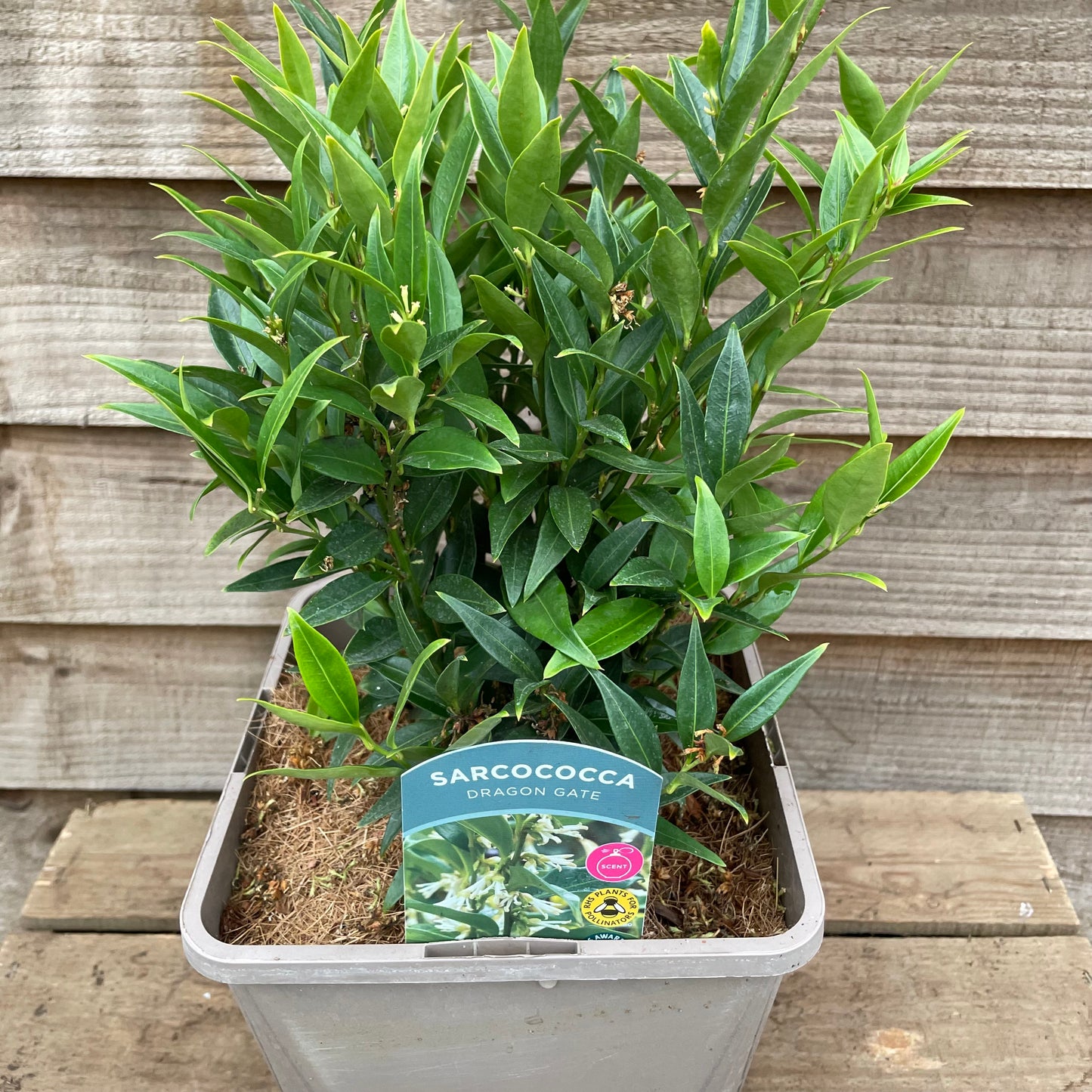 Sarcococca Dragon Gate