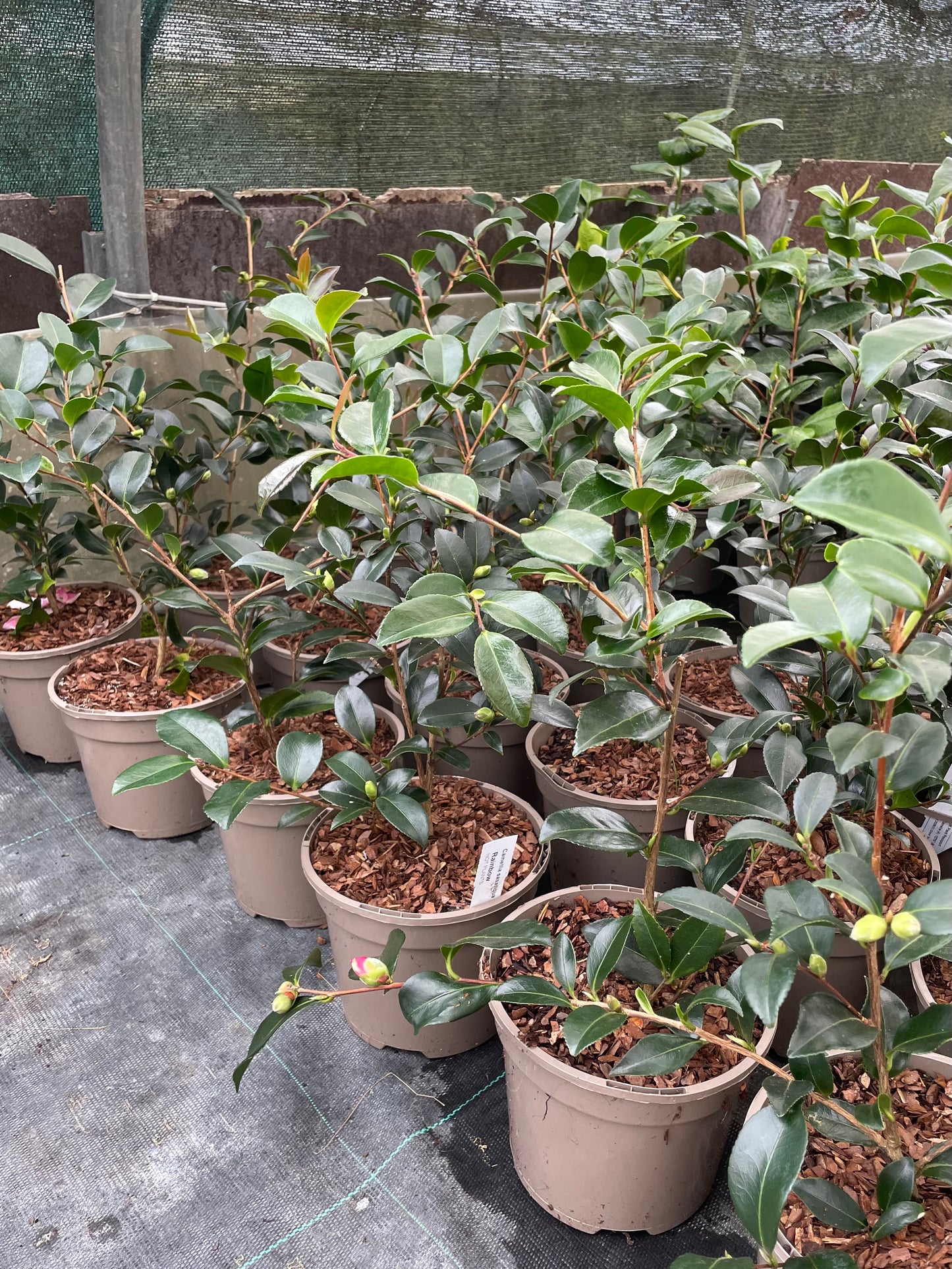Lots of Potted Camellia Sasanqua Rainbow Plants