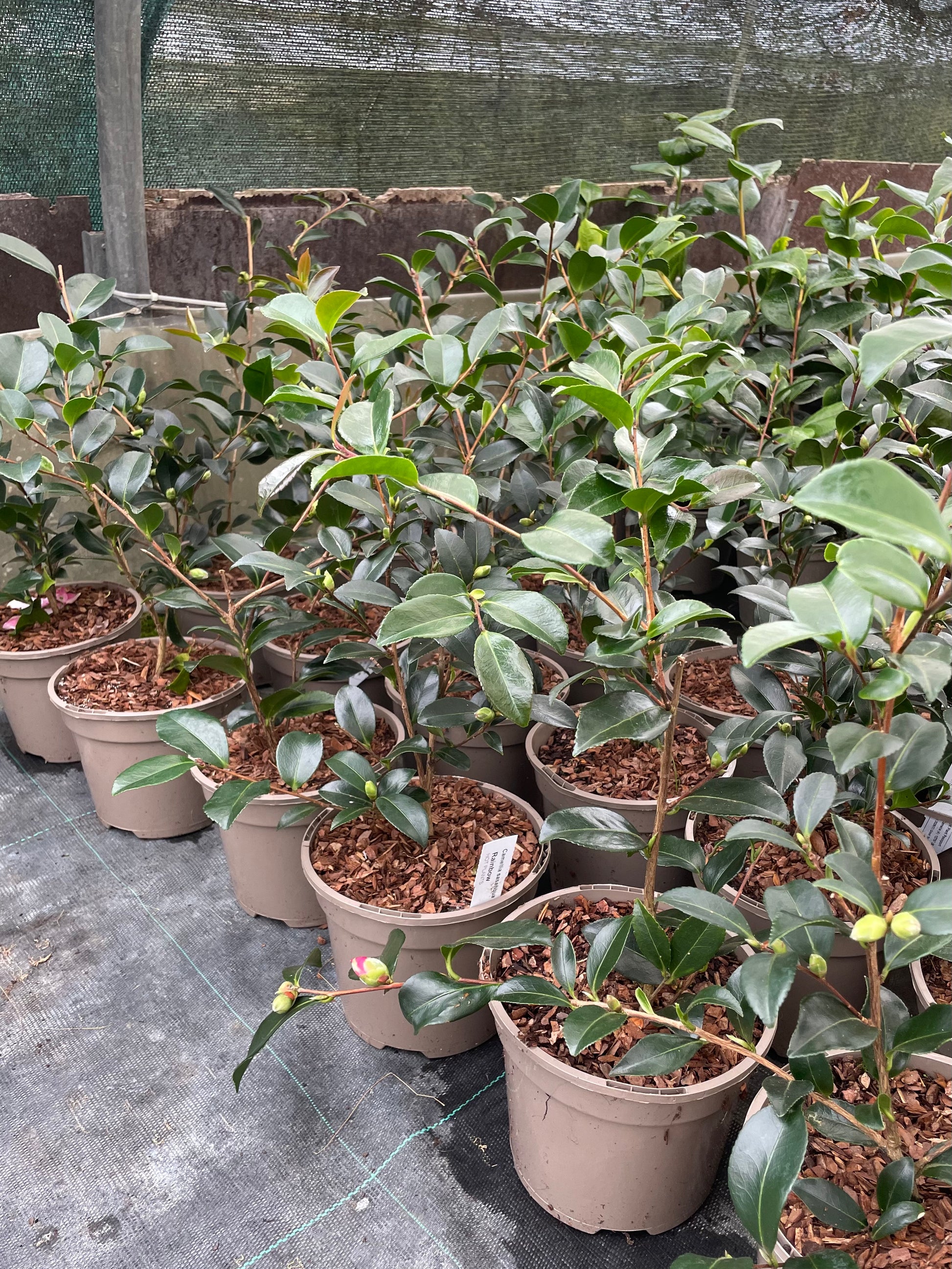 Lots of Potted Camellia Sasanqua Rainbow Plants