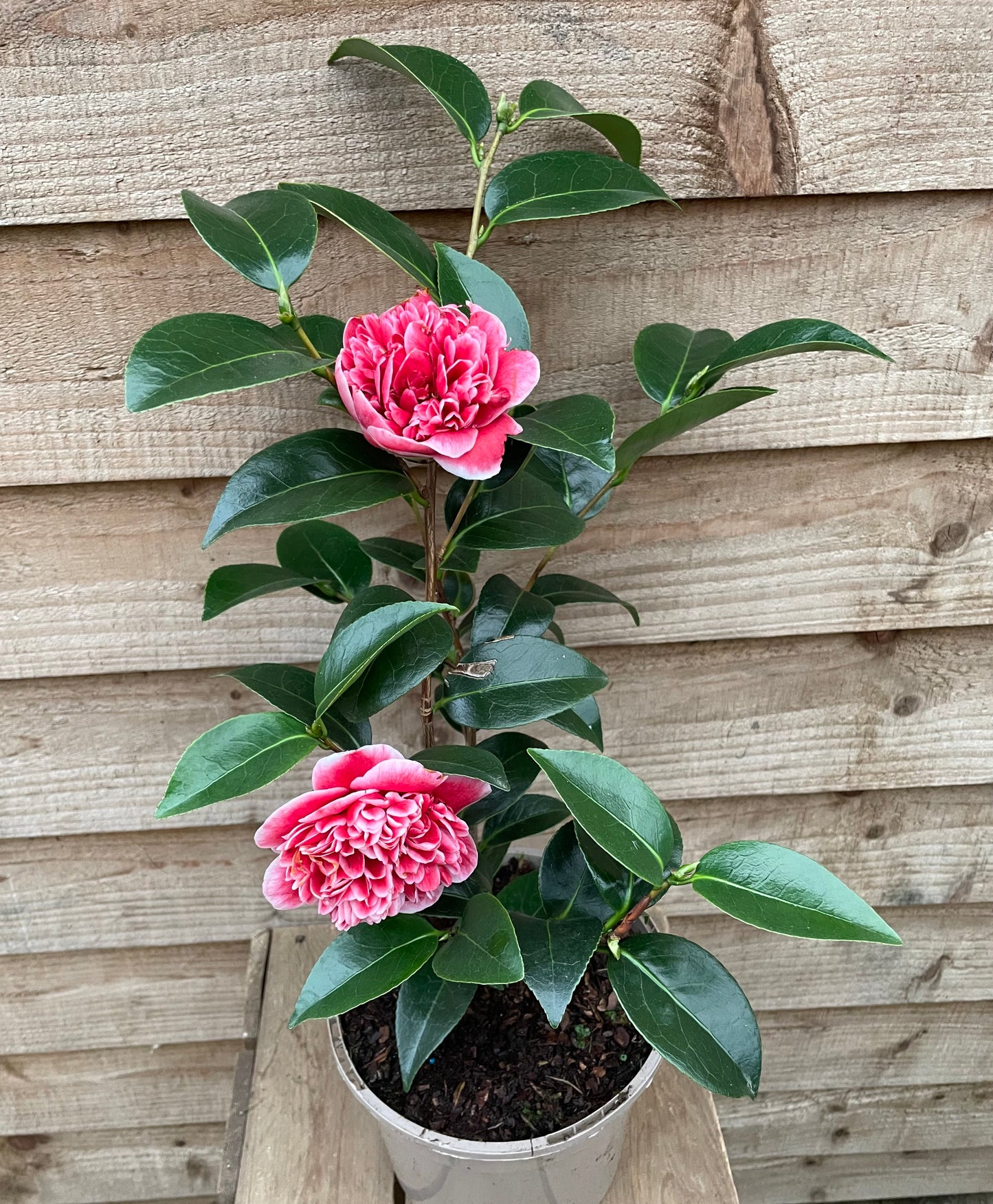 Camellia Volunteer