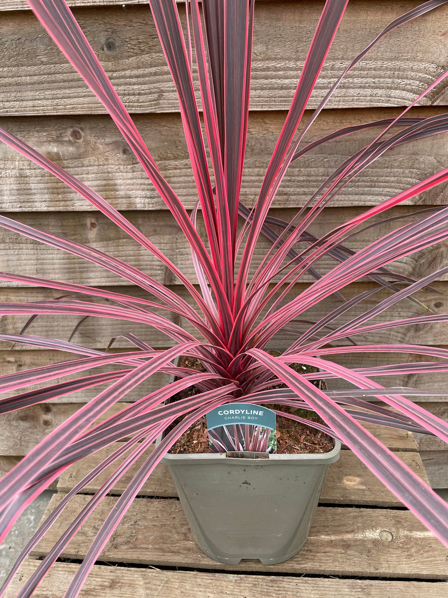 Cordyline Charlie Boy