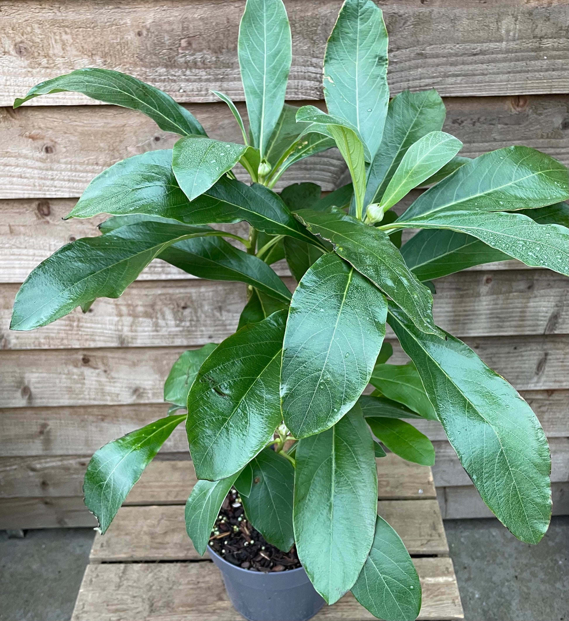 Leaves on Edgeworthia Honey Sunshine Potted Plant