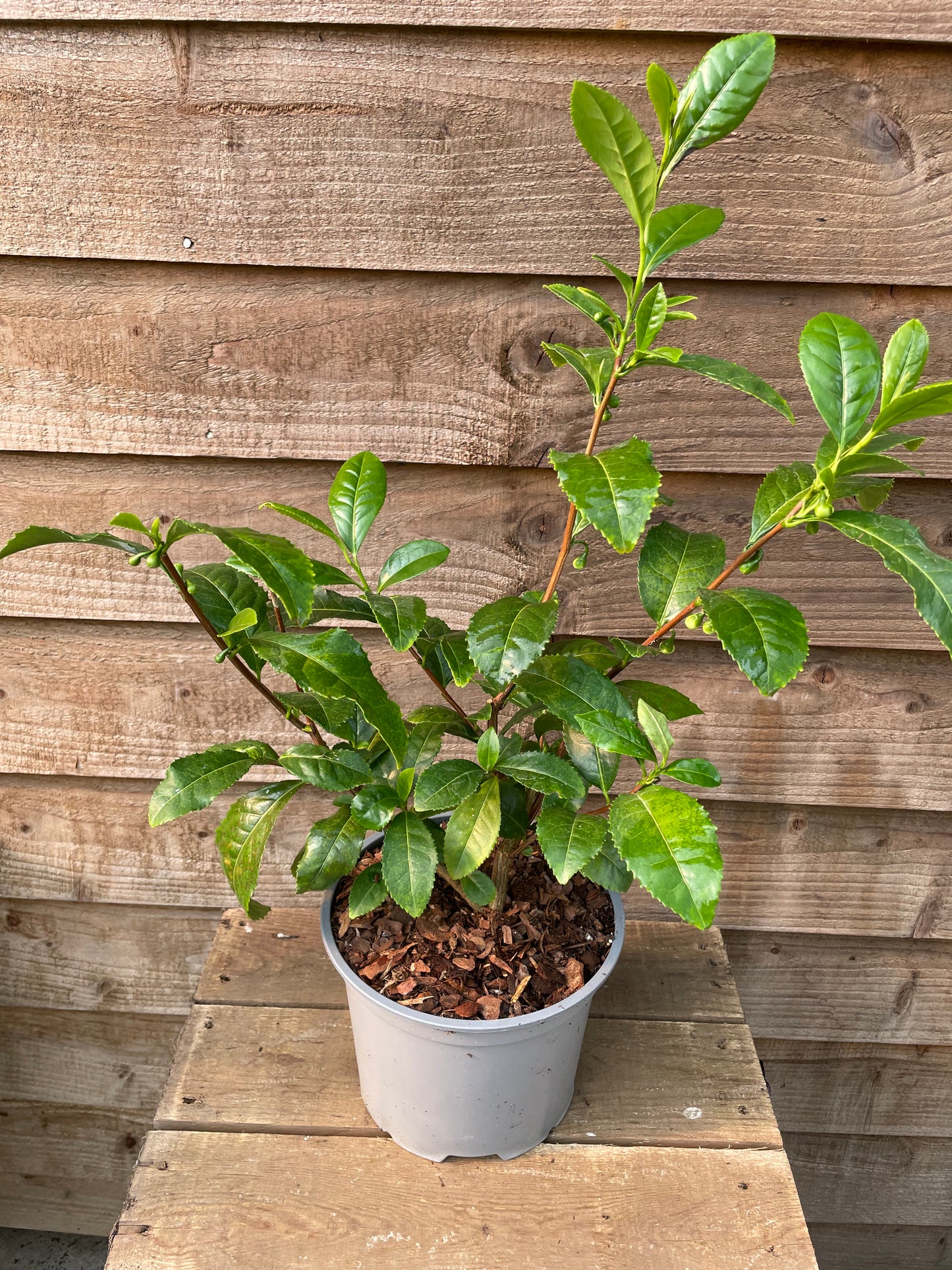 Tea Plant