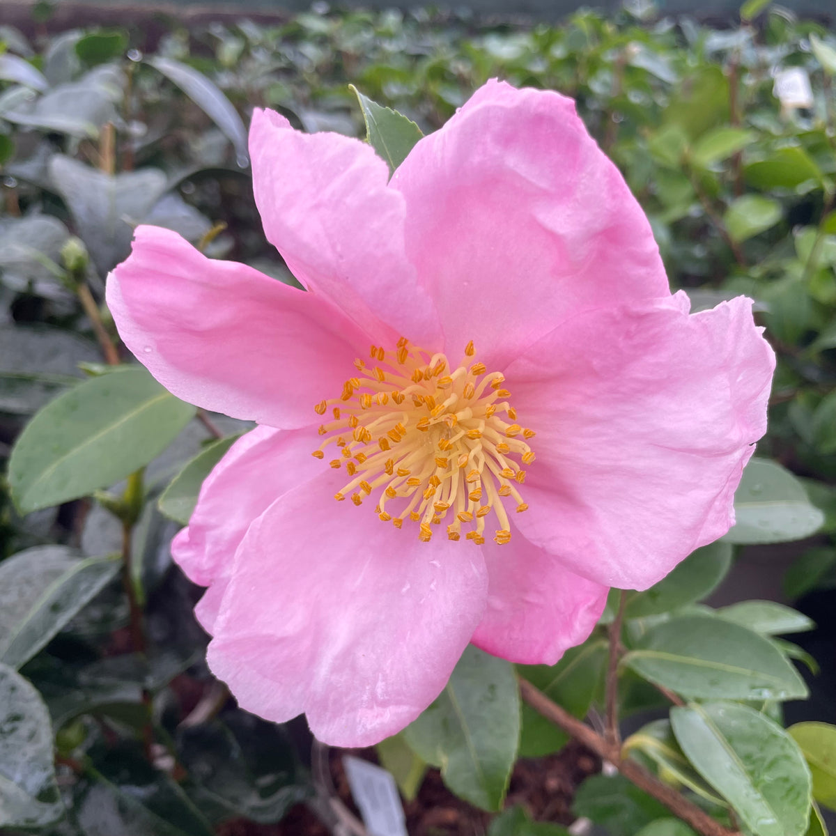 Camellia Plantation Pink