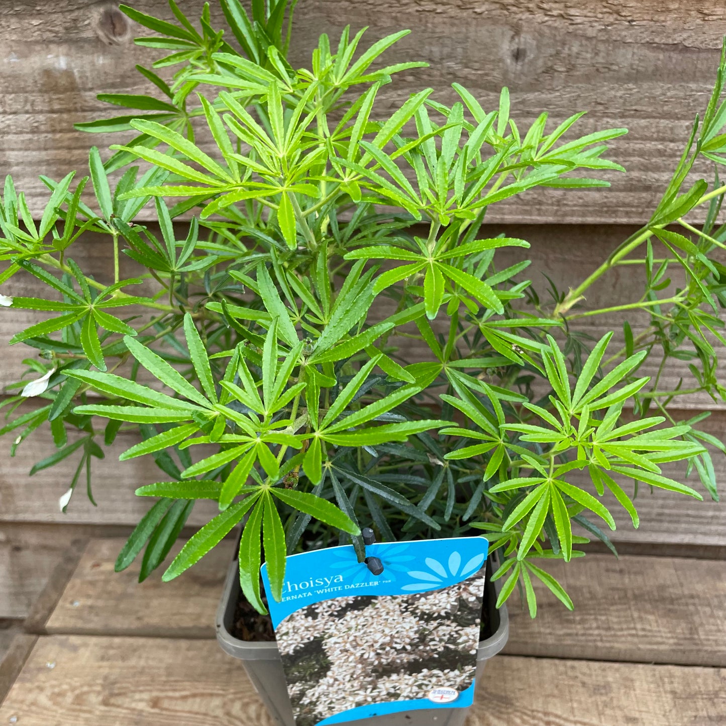 Choisya White Dazzler