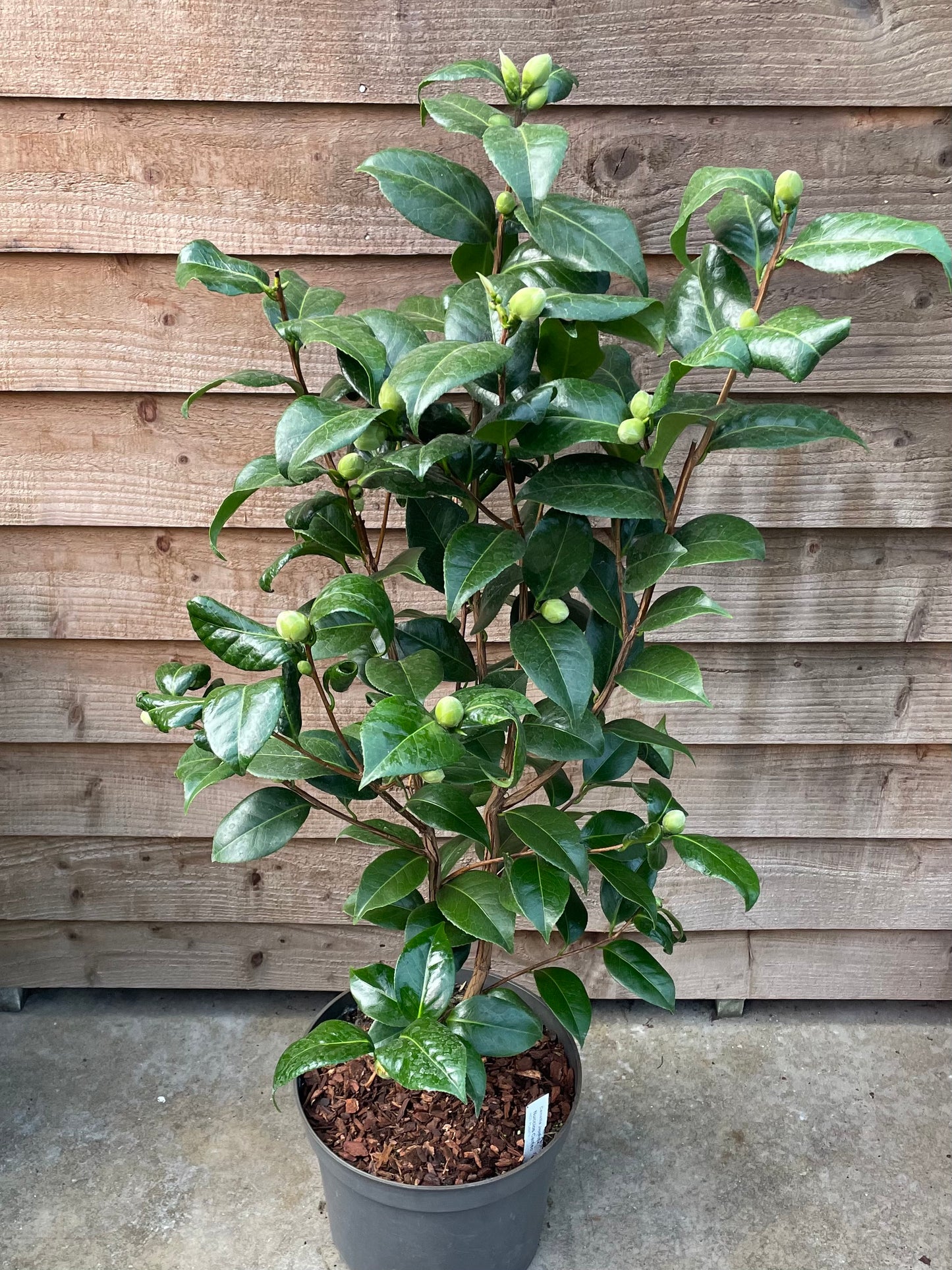 Camellia Nuccio's Cameo