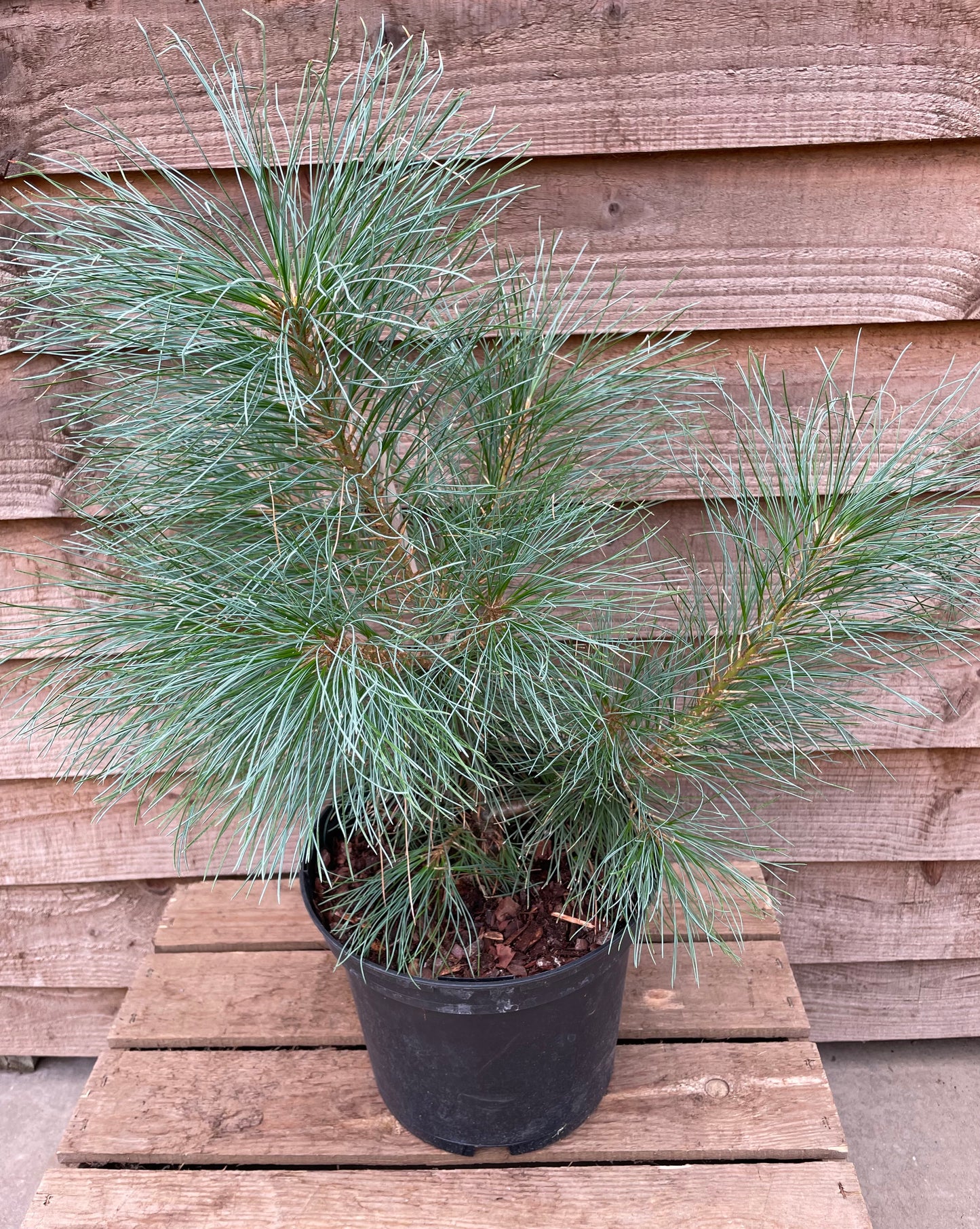 Pinus wallichiana
