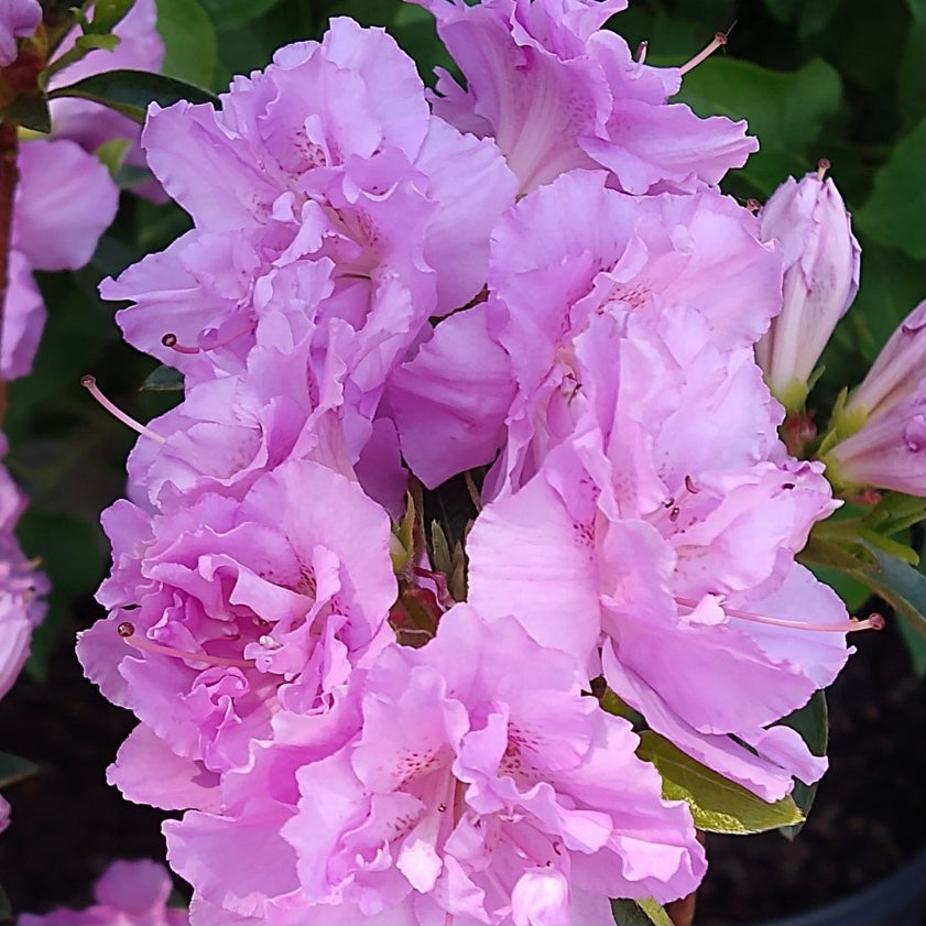 Rhododendron Elsie Lee