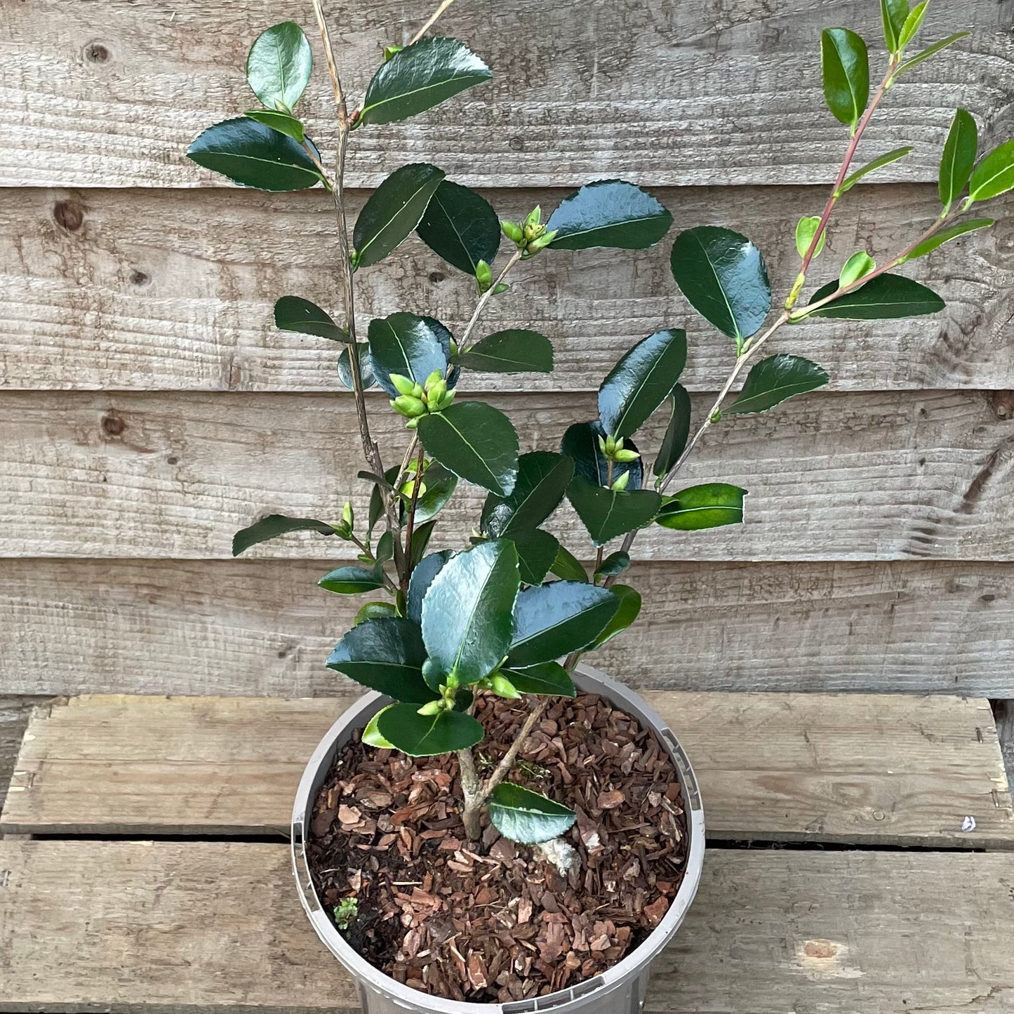 Potted Camellia Sasanqua Hugh Evans Plant