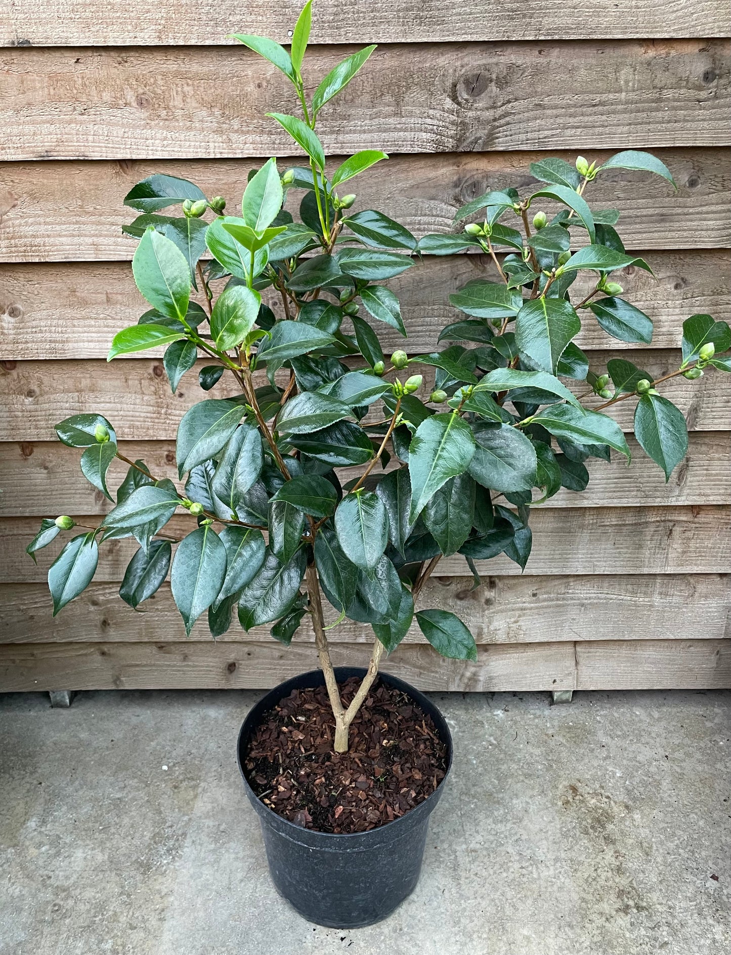 Camellia April Blush