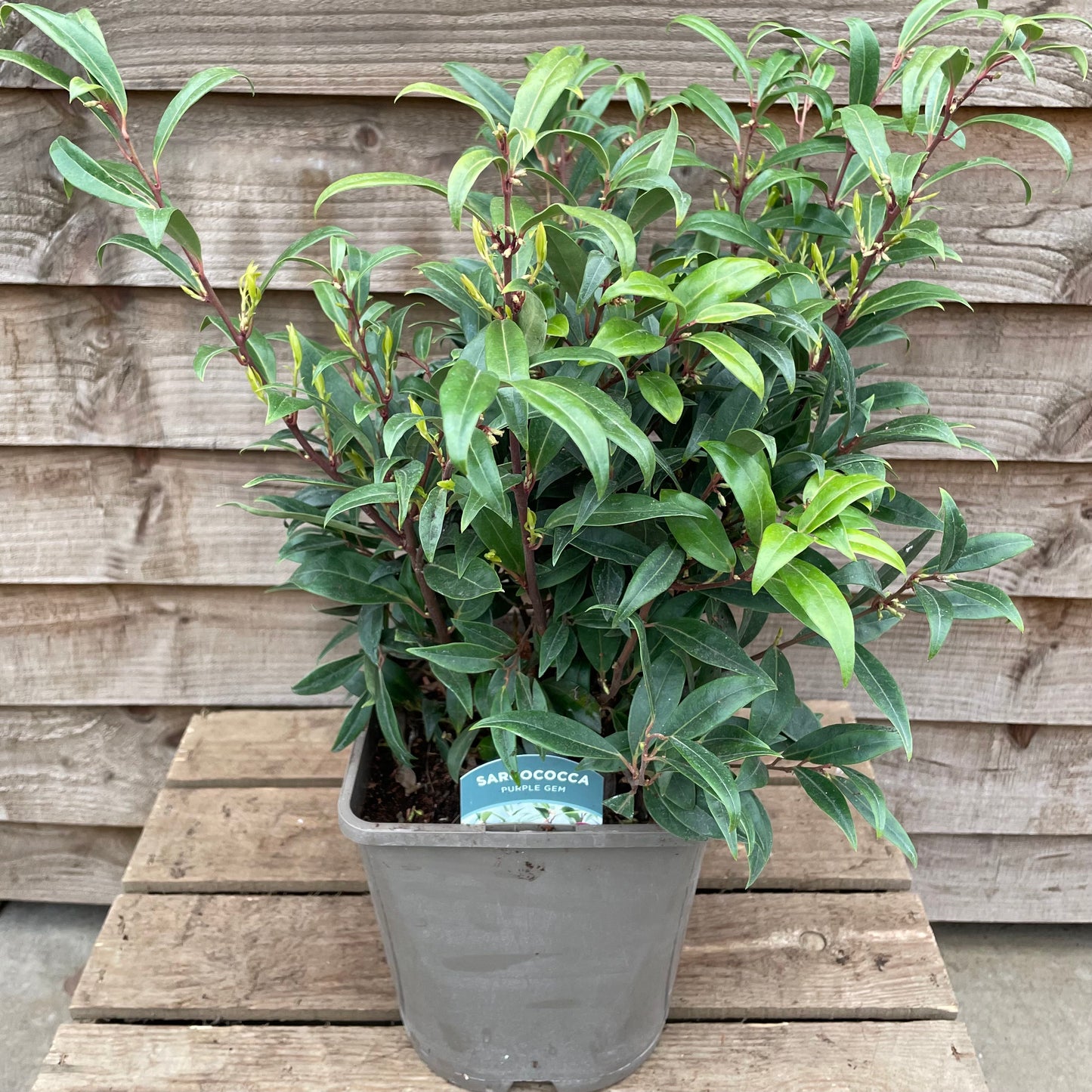 Sarcococca Purple Gem