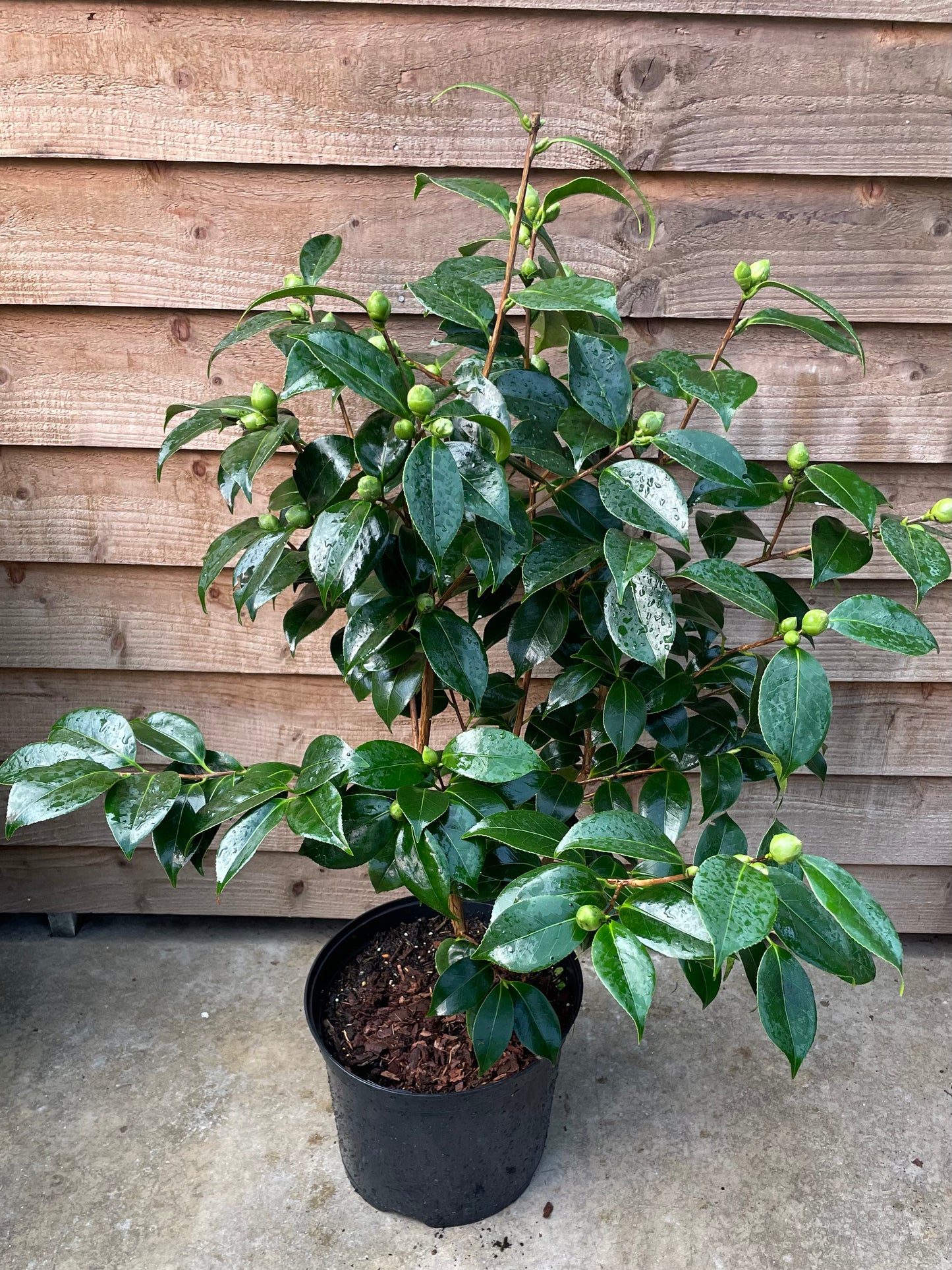 Camellia Blood of China