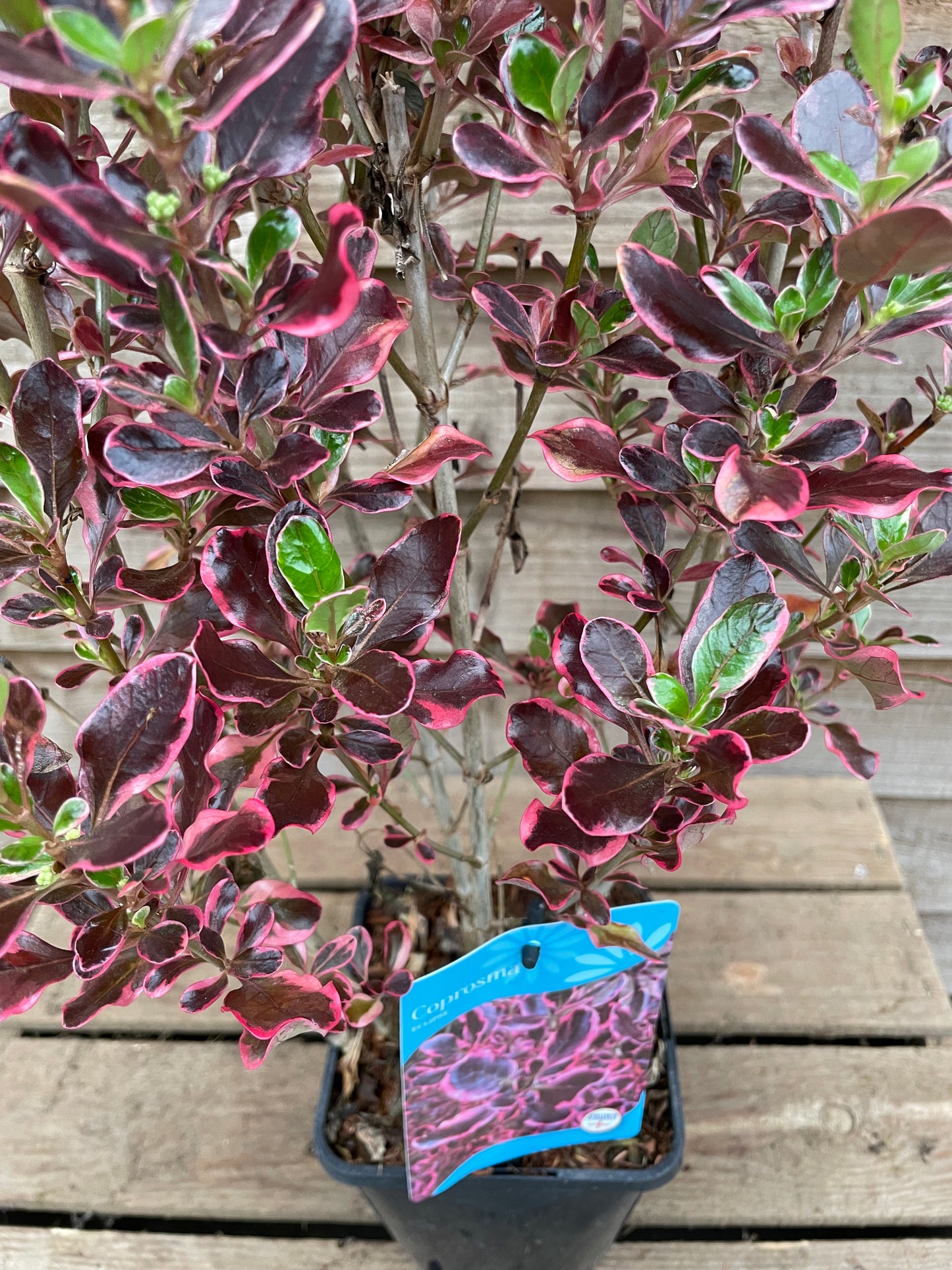 Coprosma Eclipse