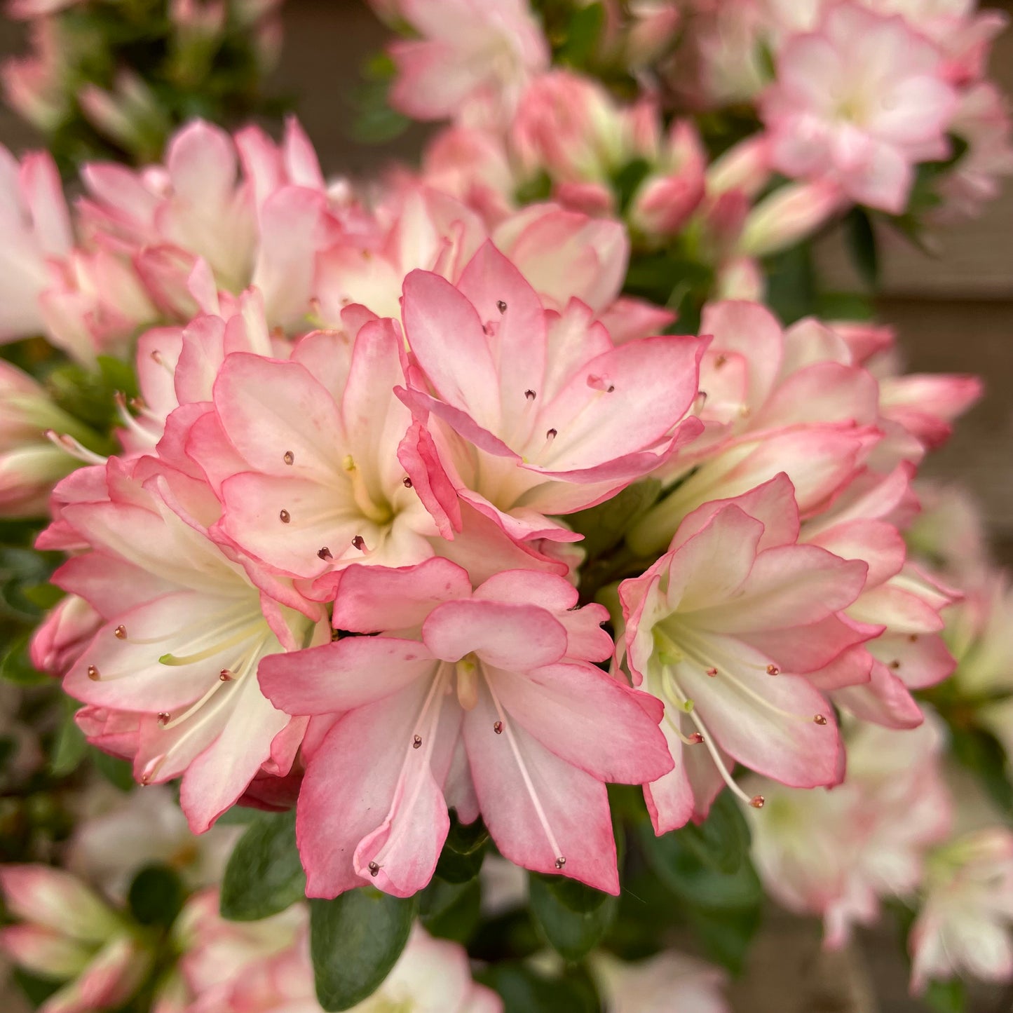 Rhododendron Roehr's Peggy Ann