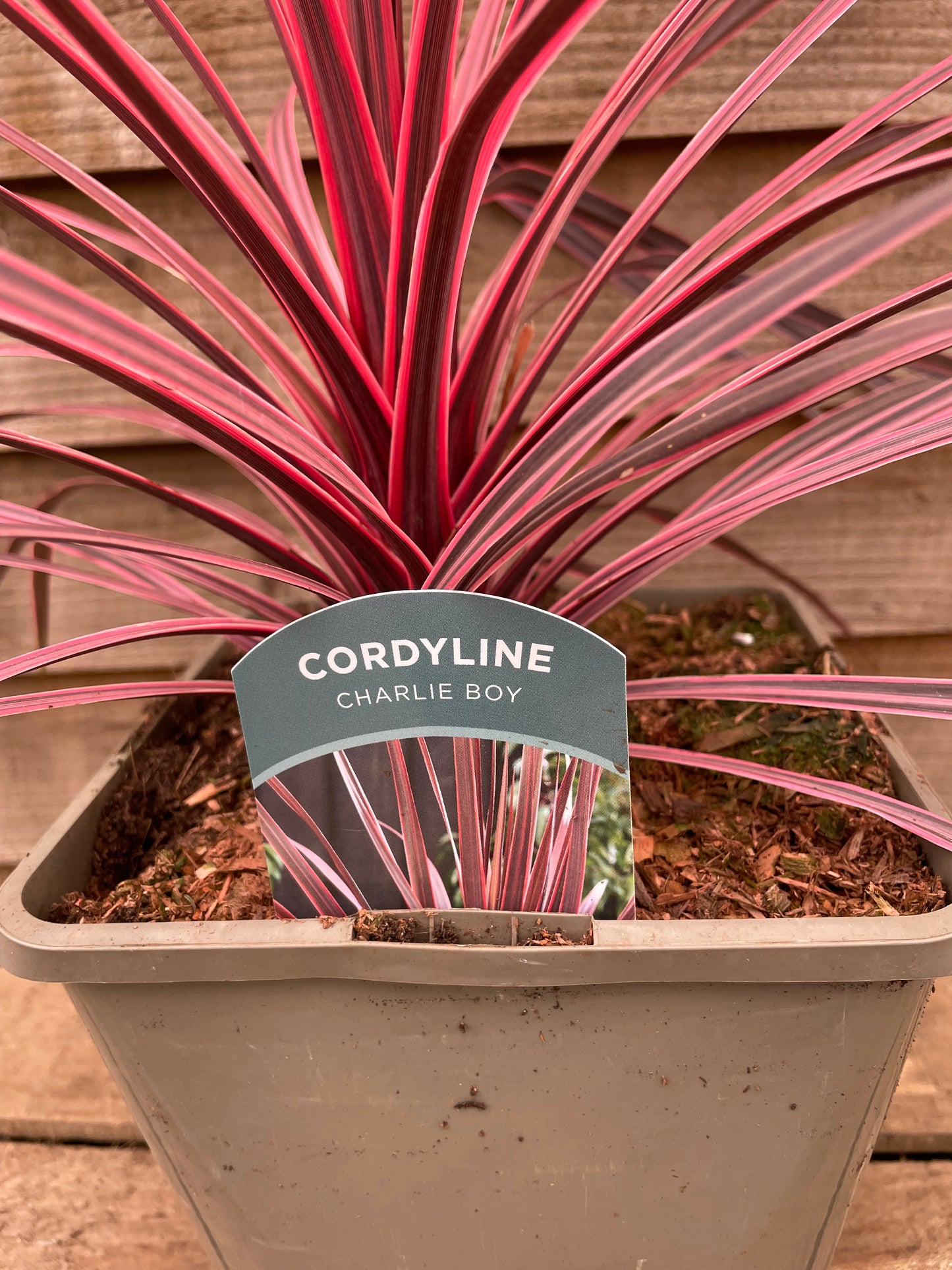 Cordyline Charlie Boy
