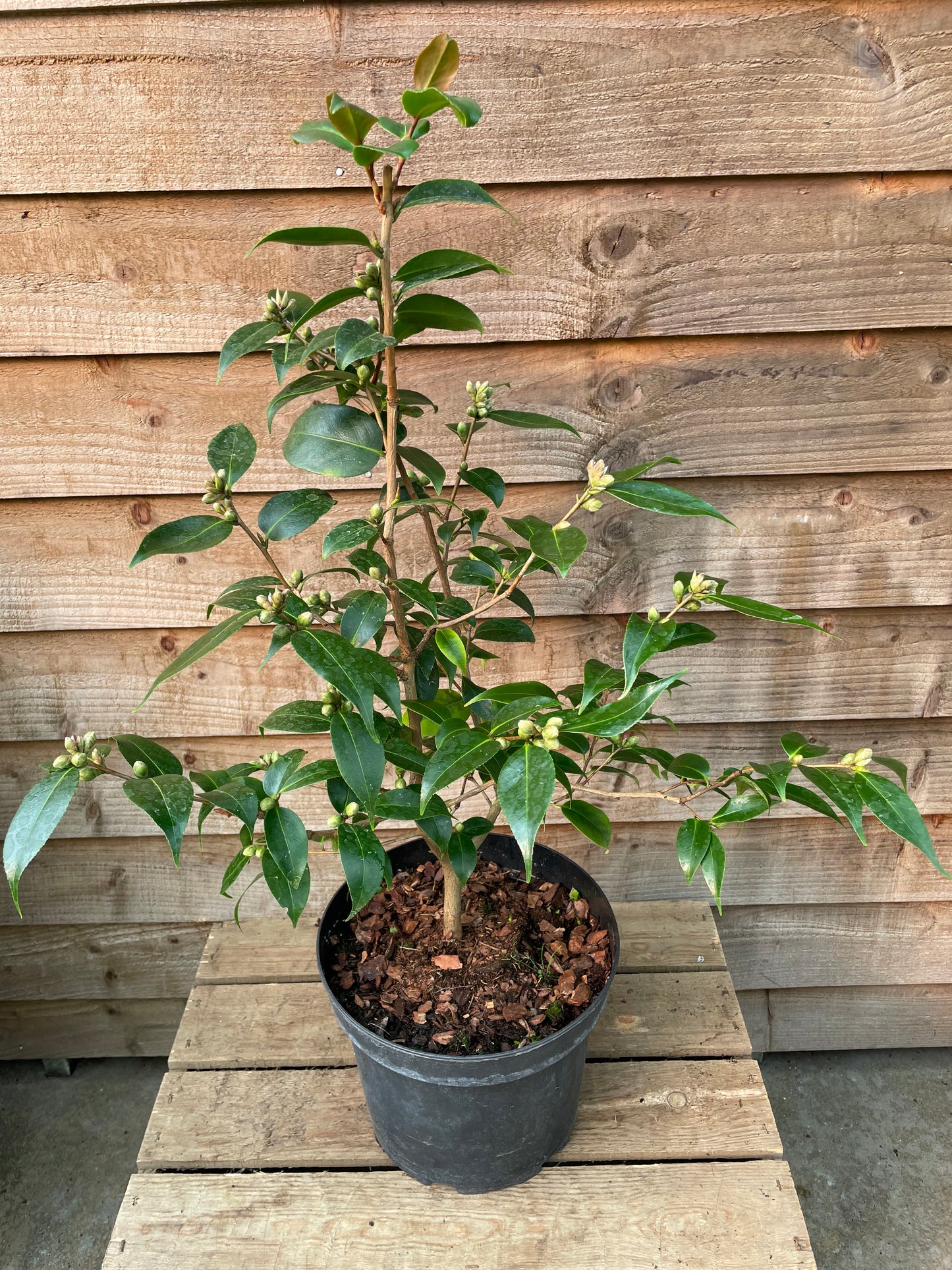 Camellia Spring Festival