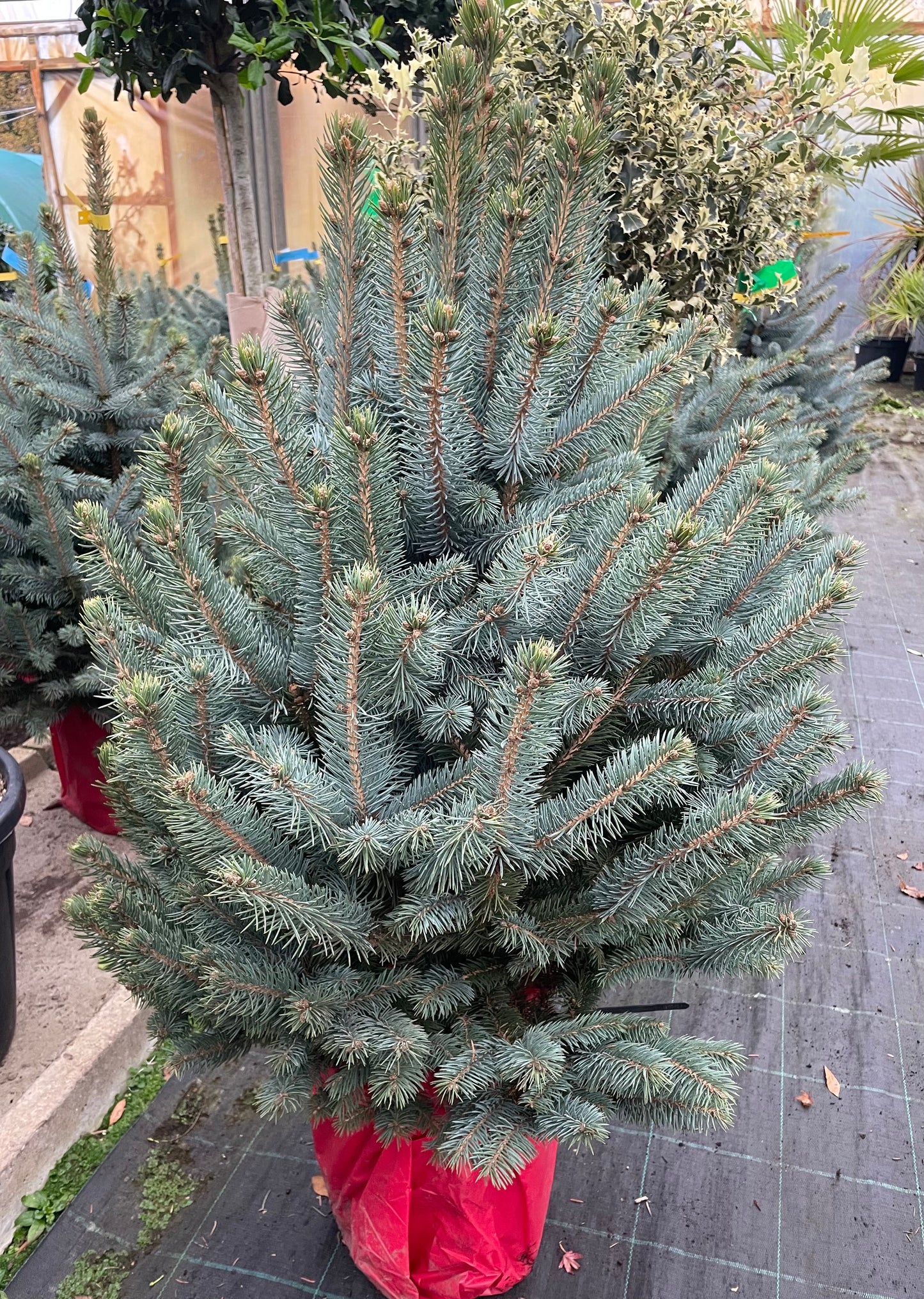 Blue Spruce Christmas Tree