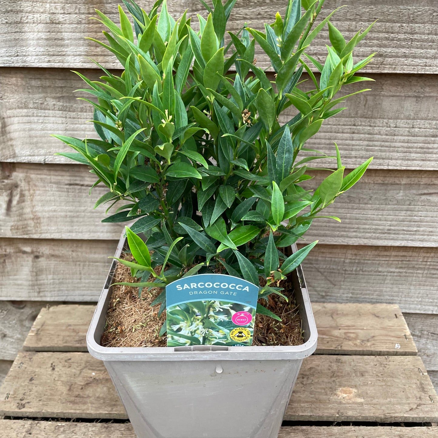 Sarcococca Dragon Gate
