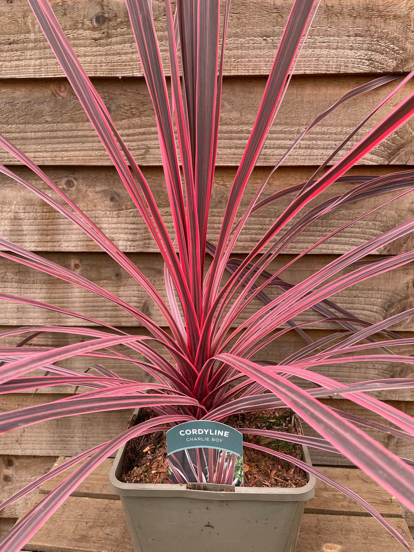 Cordyline Charlie Boy
