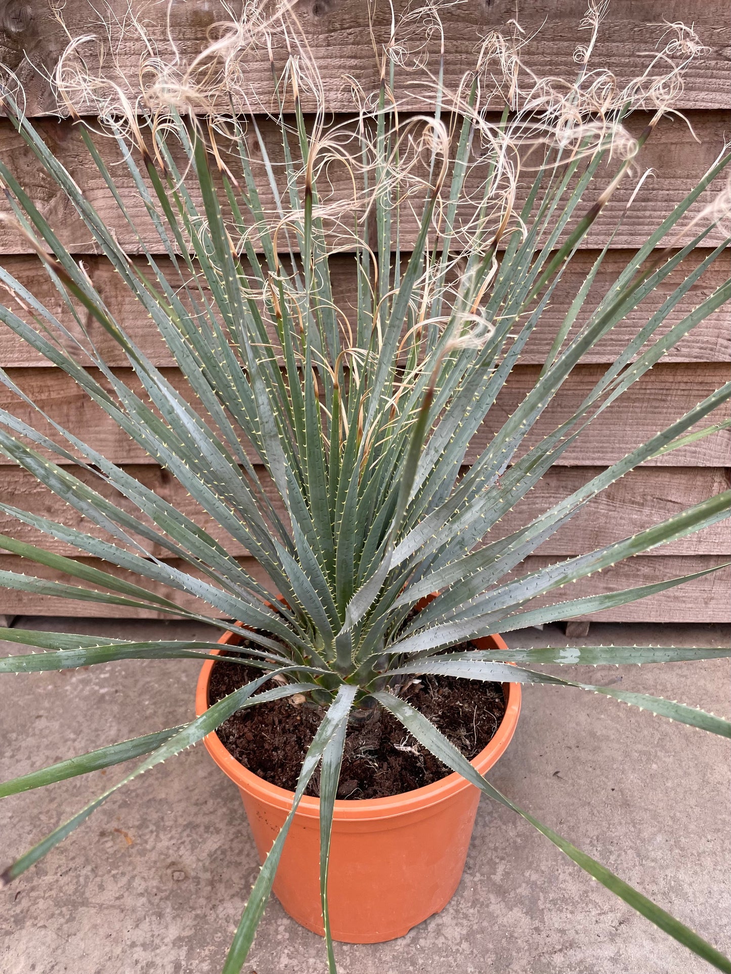 Dasylirion serratifolium