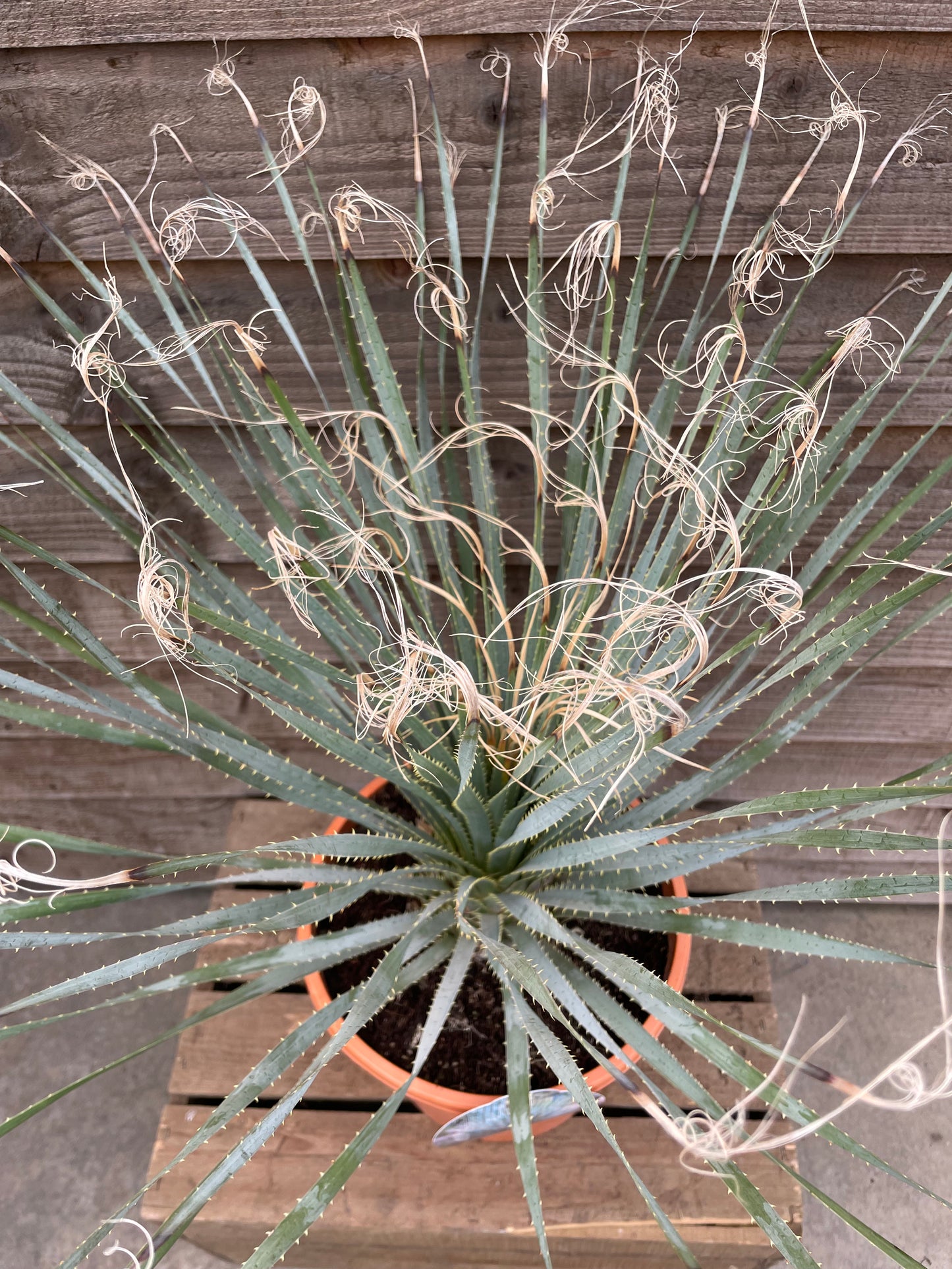 Dasylirion serratifolium