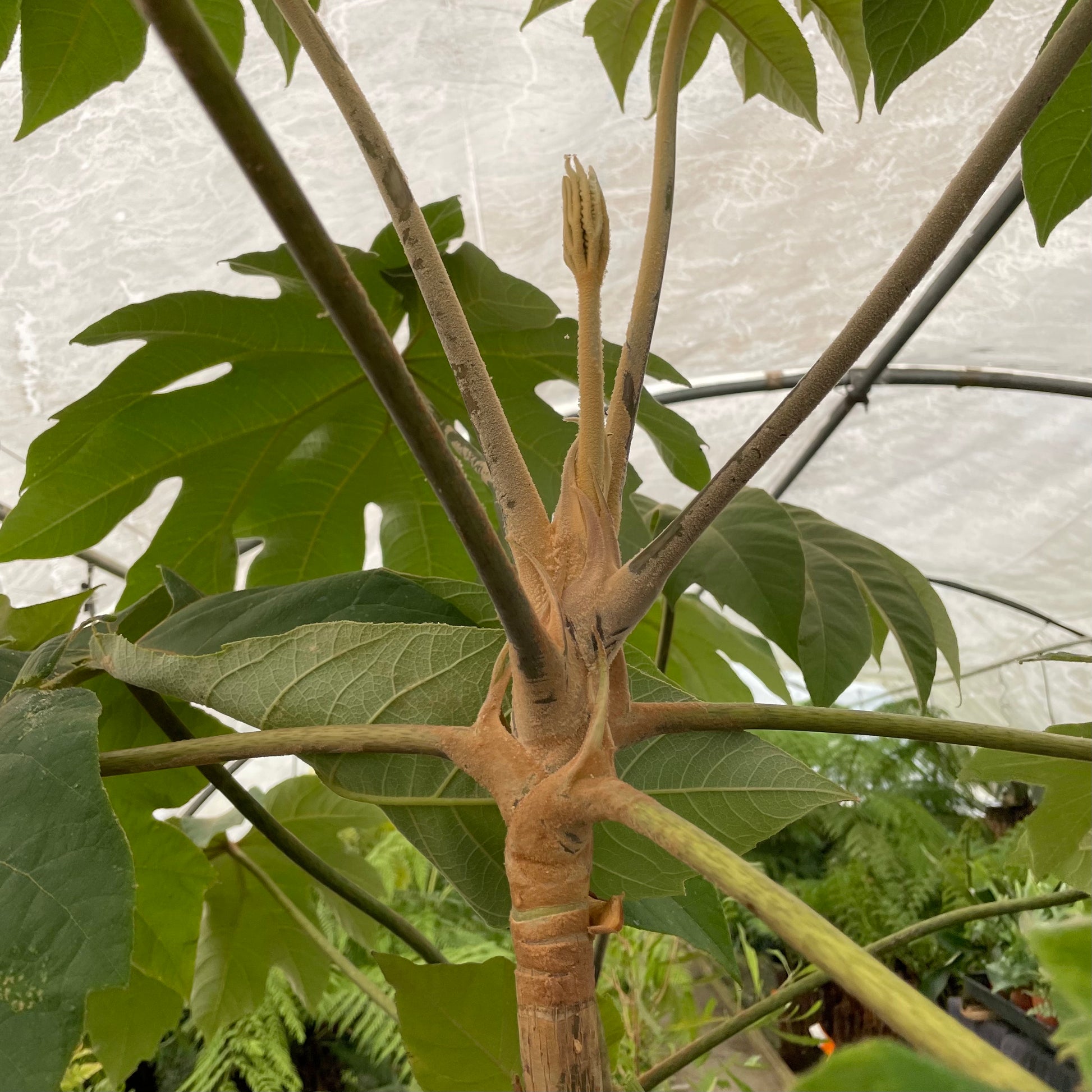 Trunk on Tetrapanax Papyrifer Rex plant