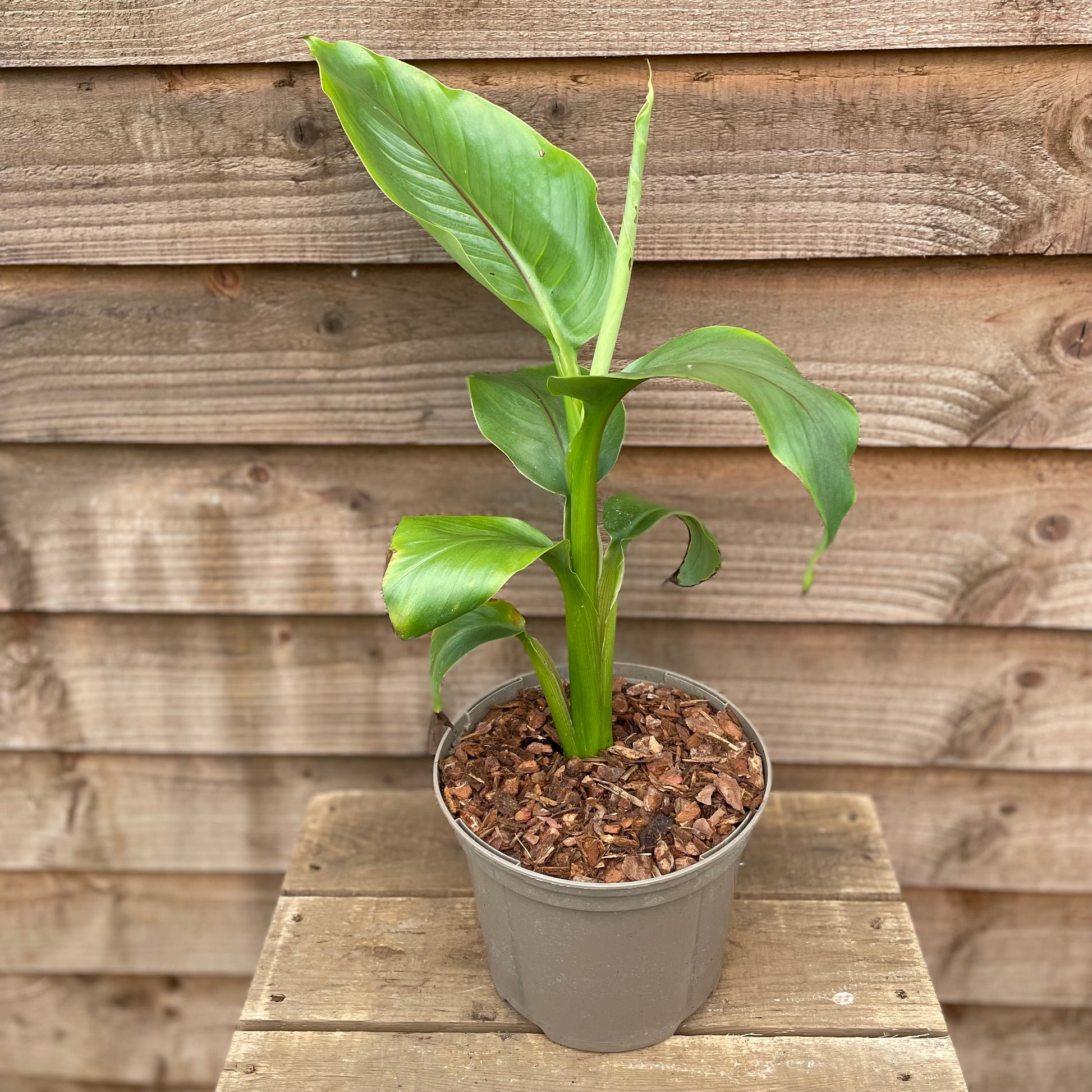 Potted musa basjoo plant