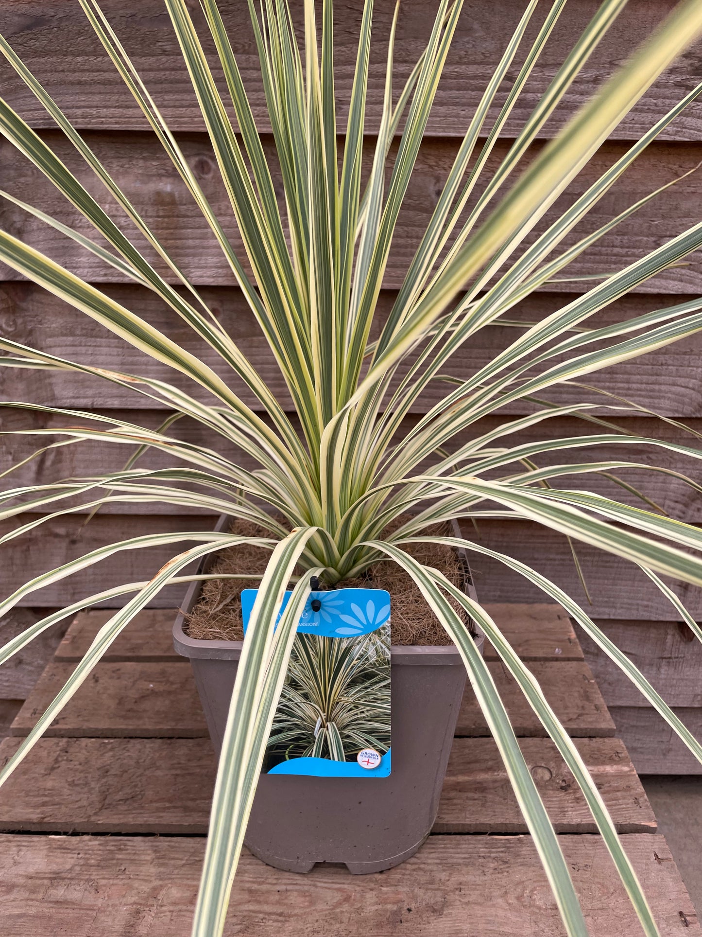 Cordyline Lime Passion