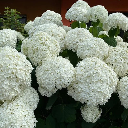 Flowering hydrangea strong annabelle