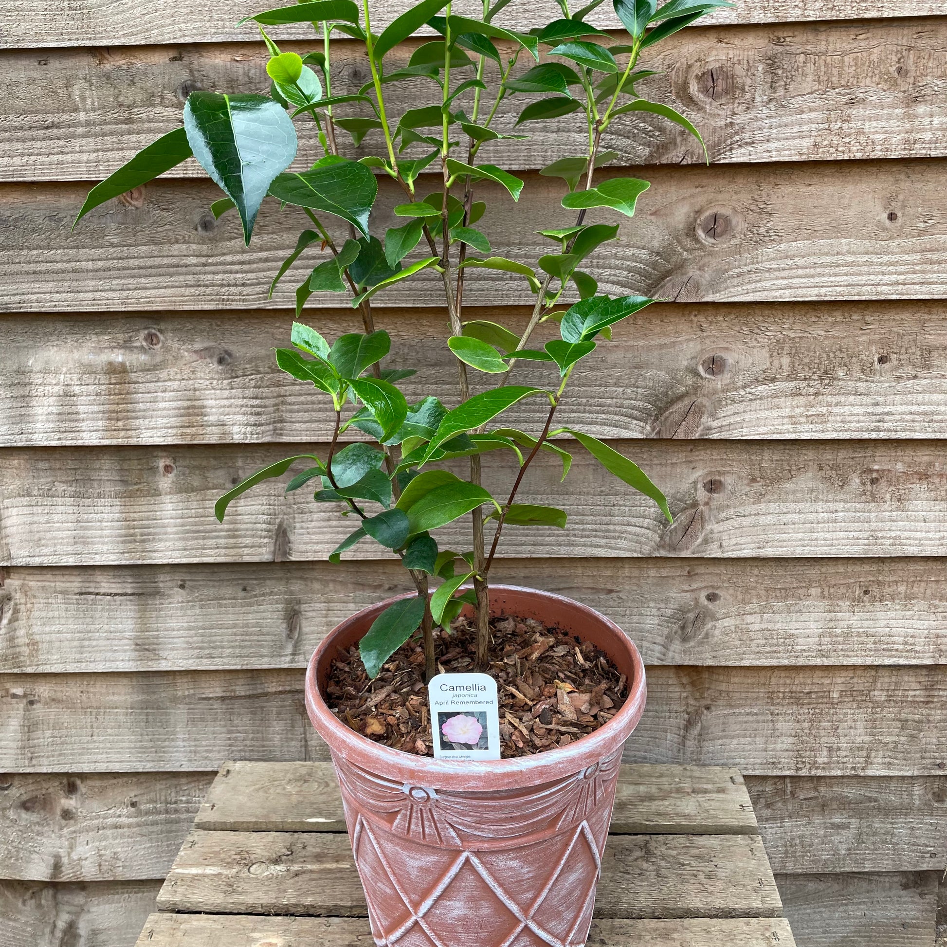 Potted Camellia April Remembered Plant