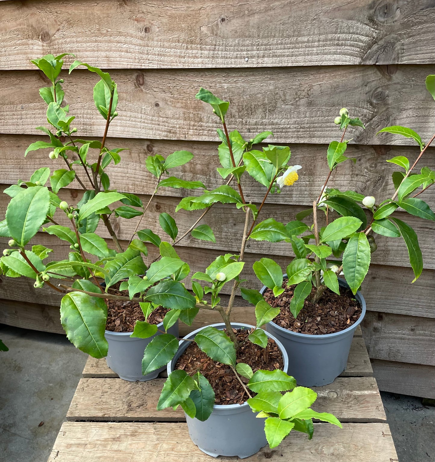 Tea Plant
