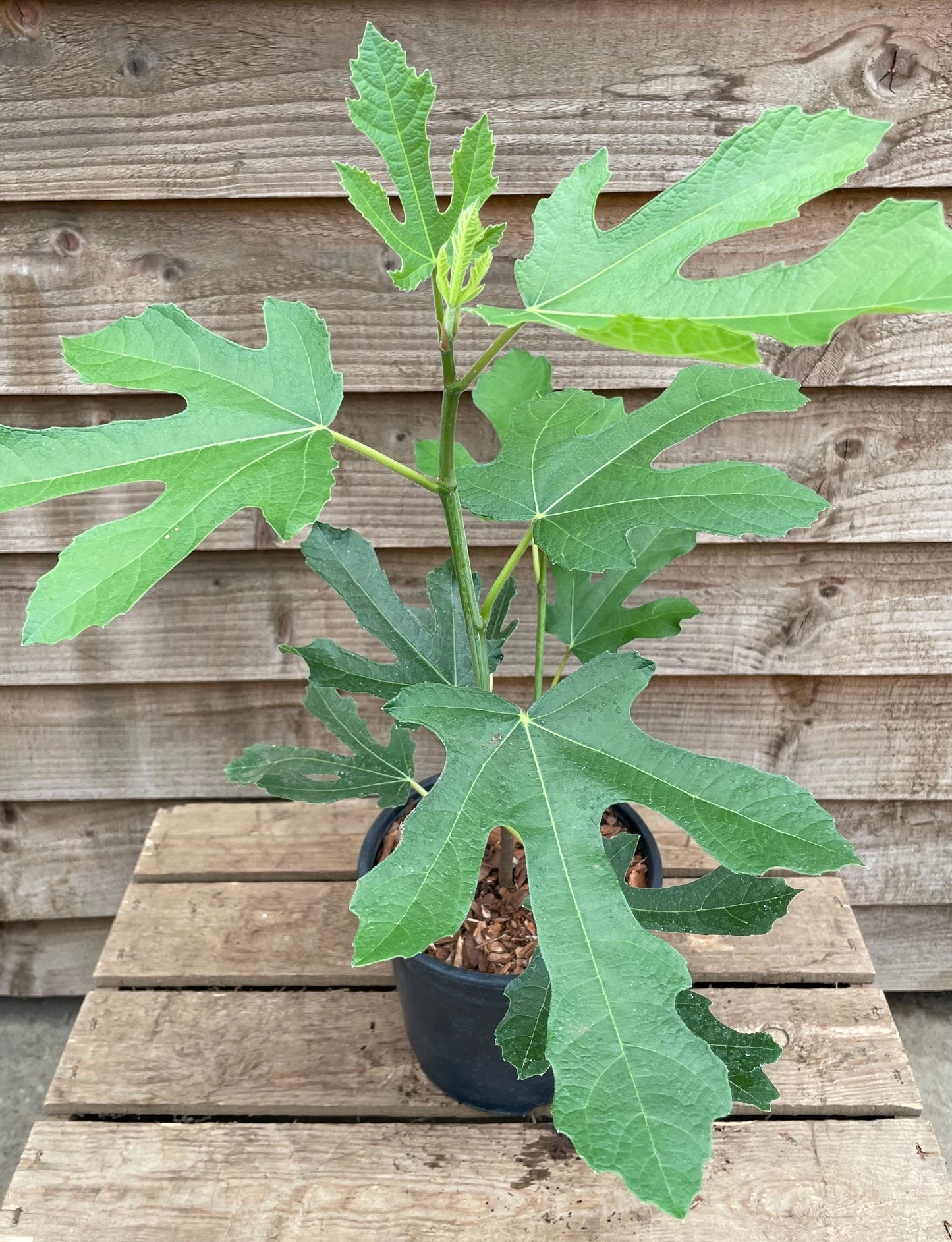 Ficus Little Miss Figgy