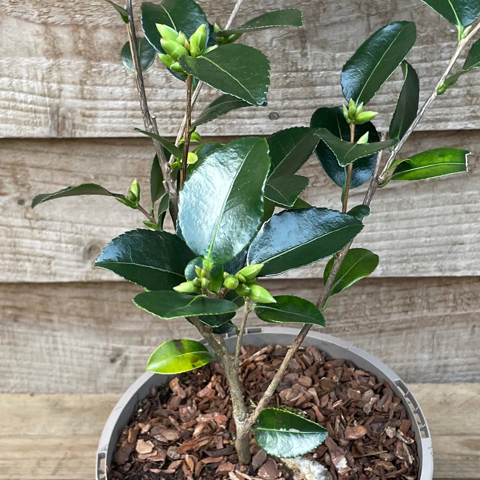 Budding Camellia Sasanqua Hugh Evans Plant