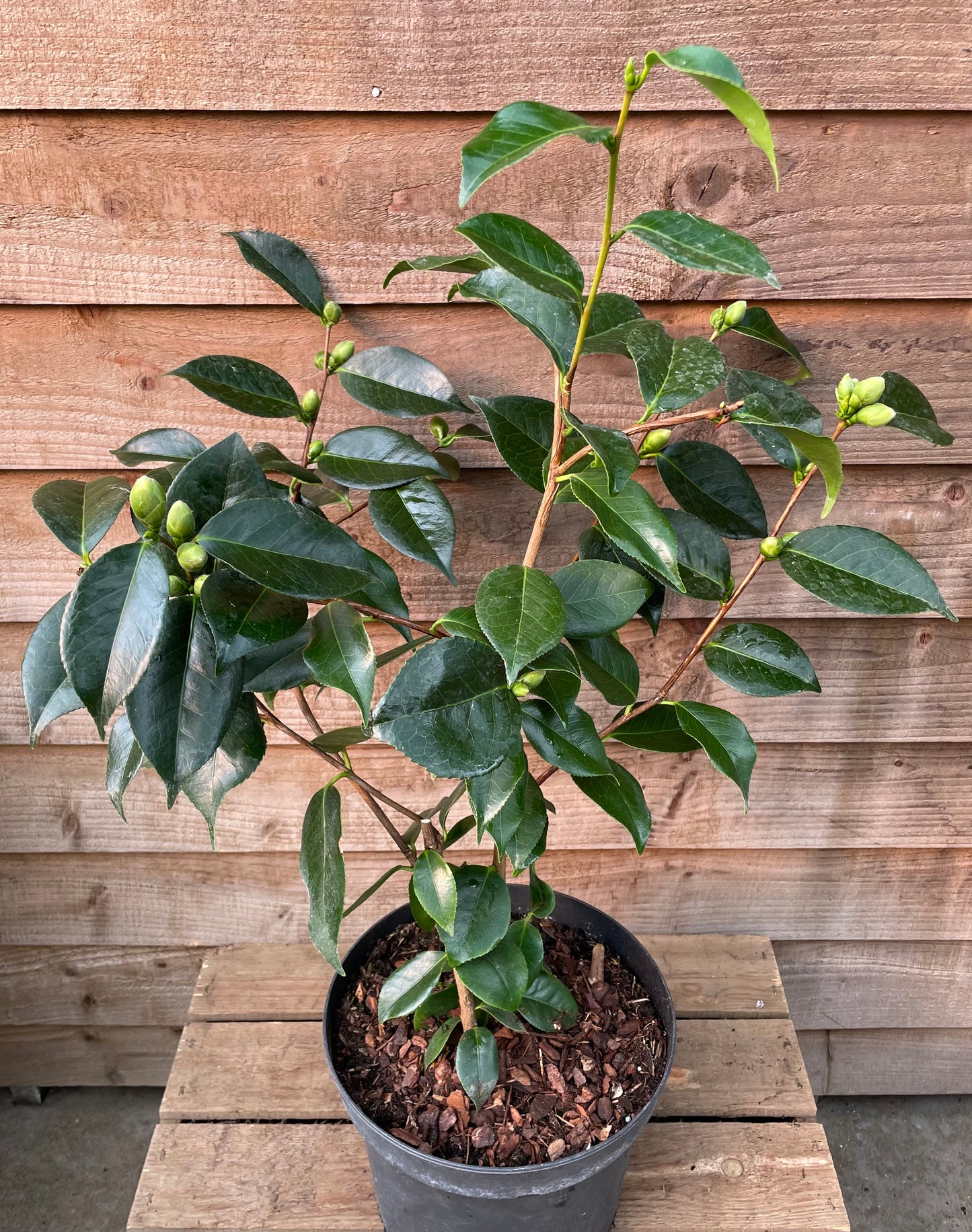 Camellia April Remembered