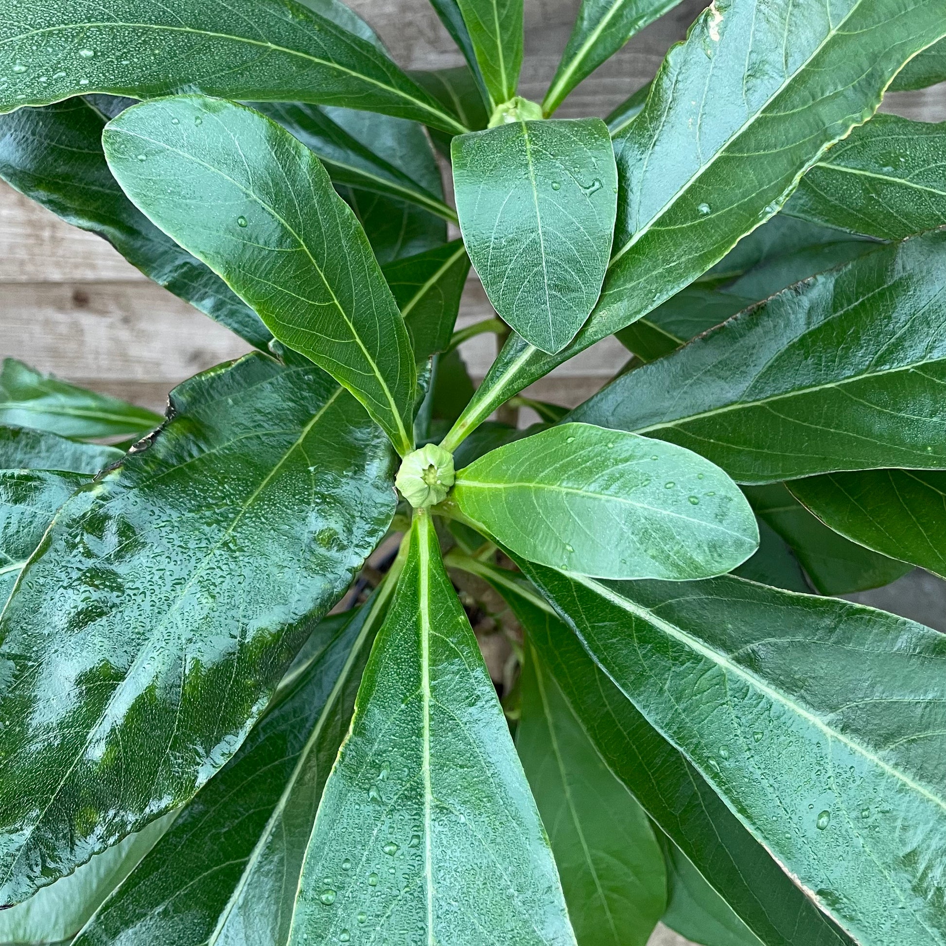 Leaves on Edgeworthia Honey Sunshine Plant