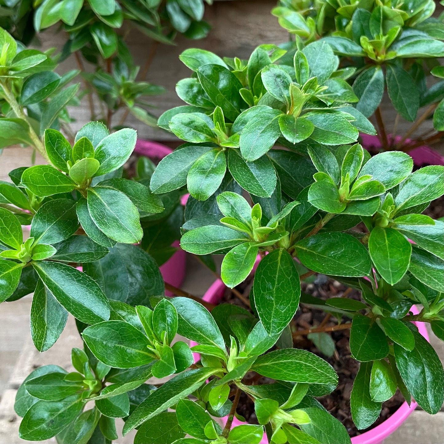 Rhododendron Roehr's Peggy Ann