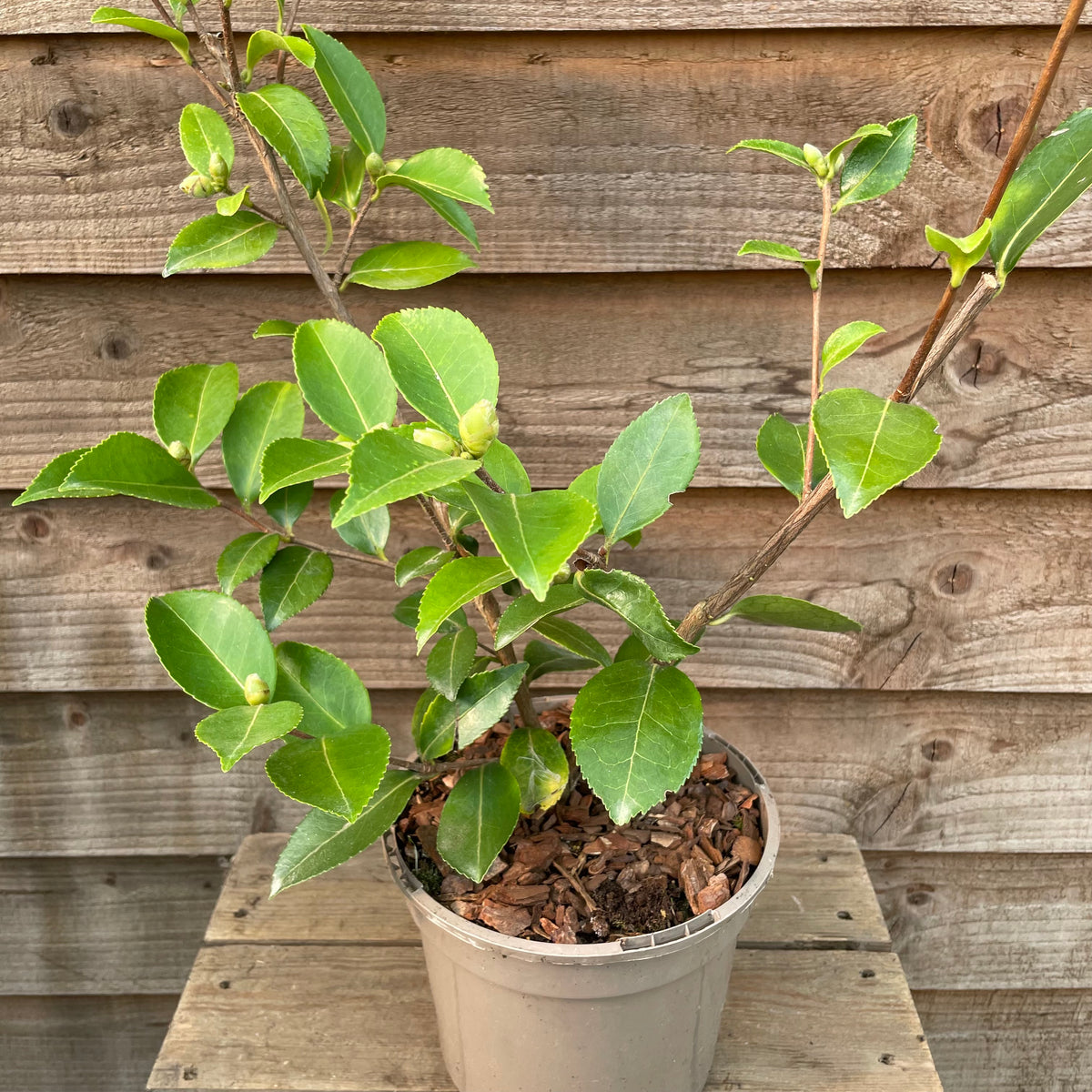 Camellia Winter's Charm