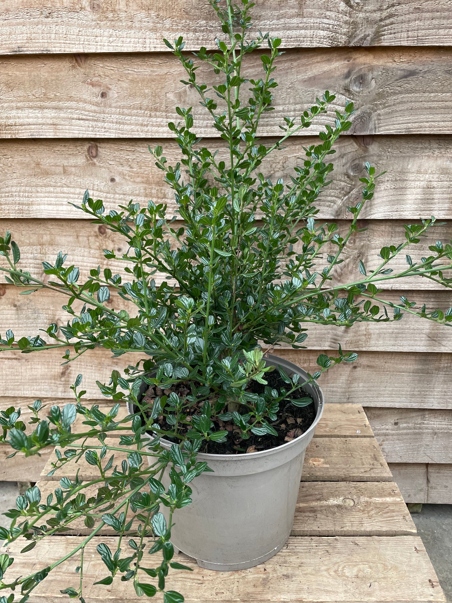 Ceanothus Skylark