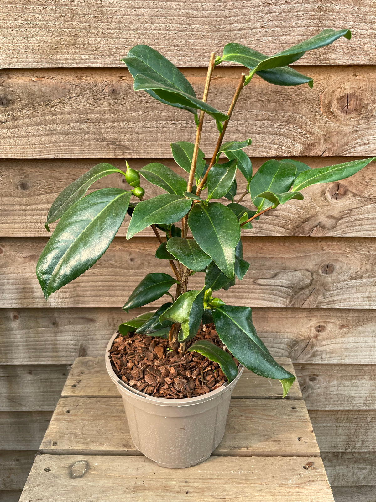 Camellia Silver Anniversary