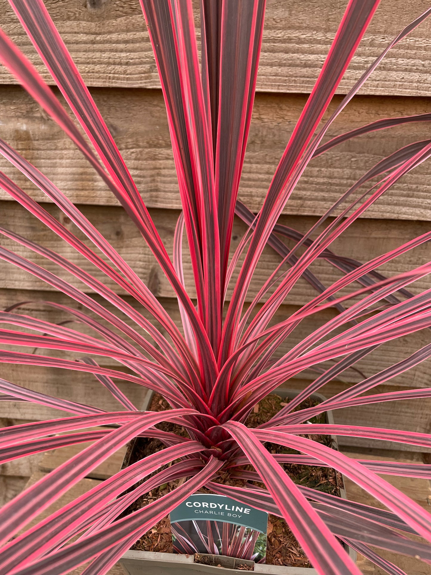 Cordyline Charlie Boy