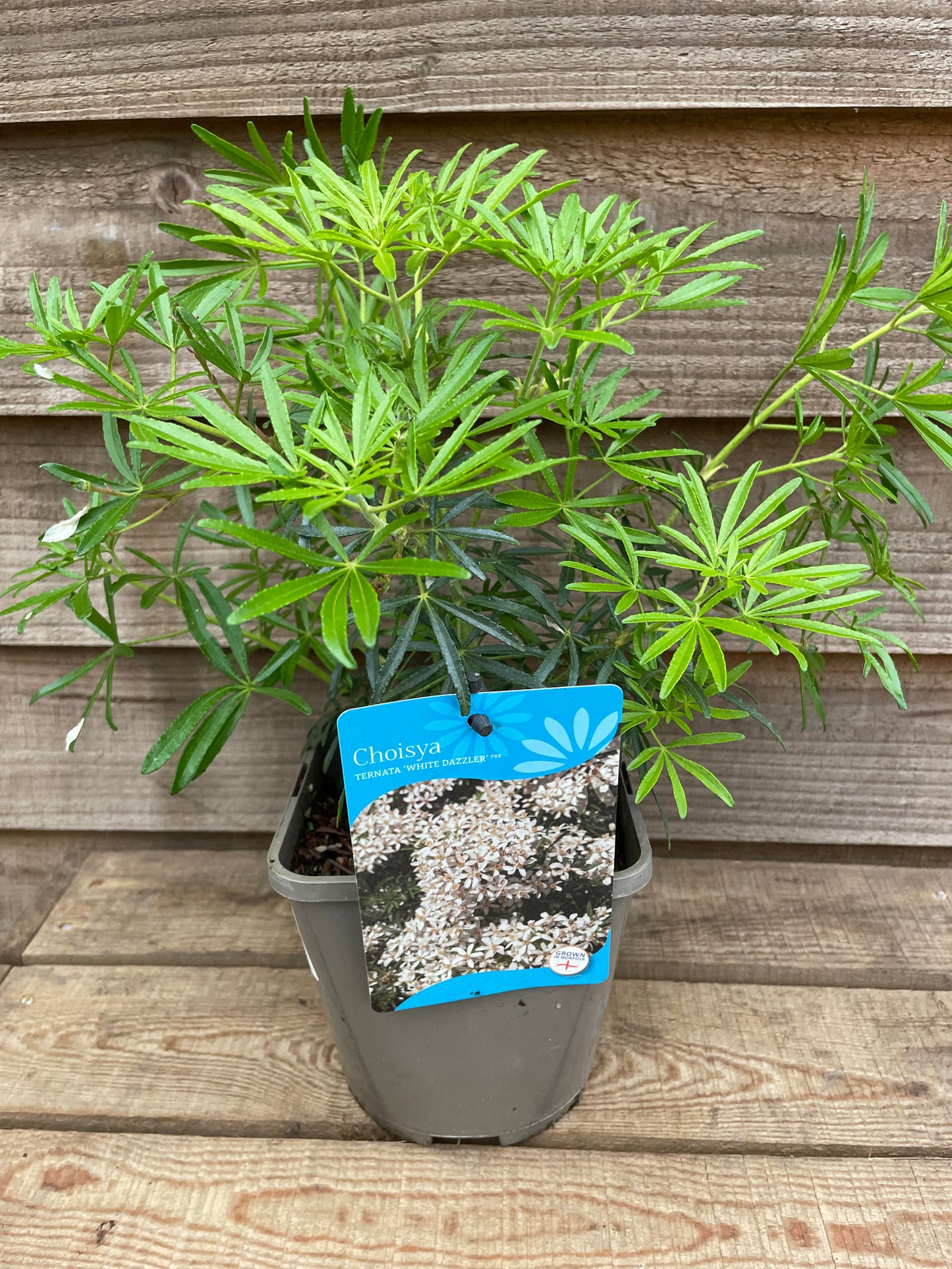 Choisya White Dazzler