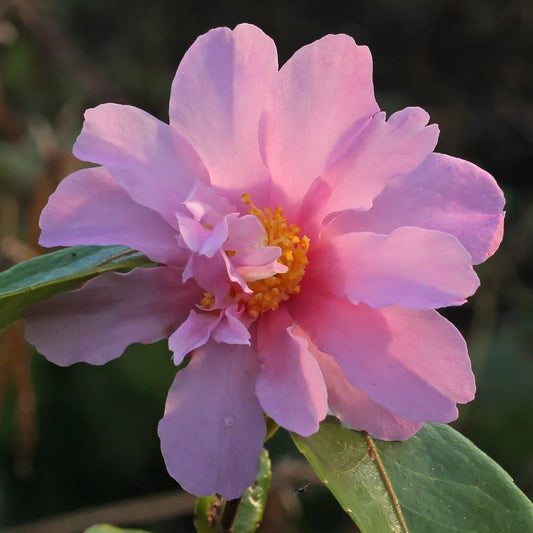 Camellia Winter's Charm